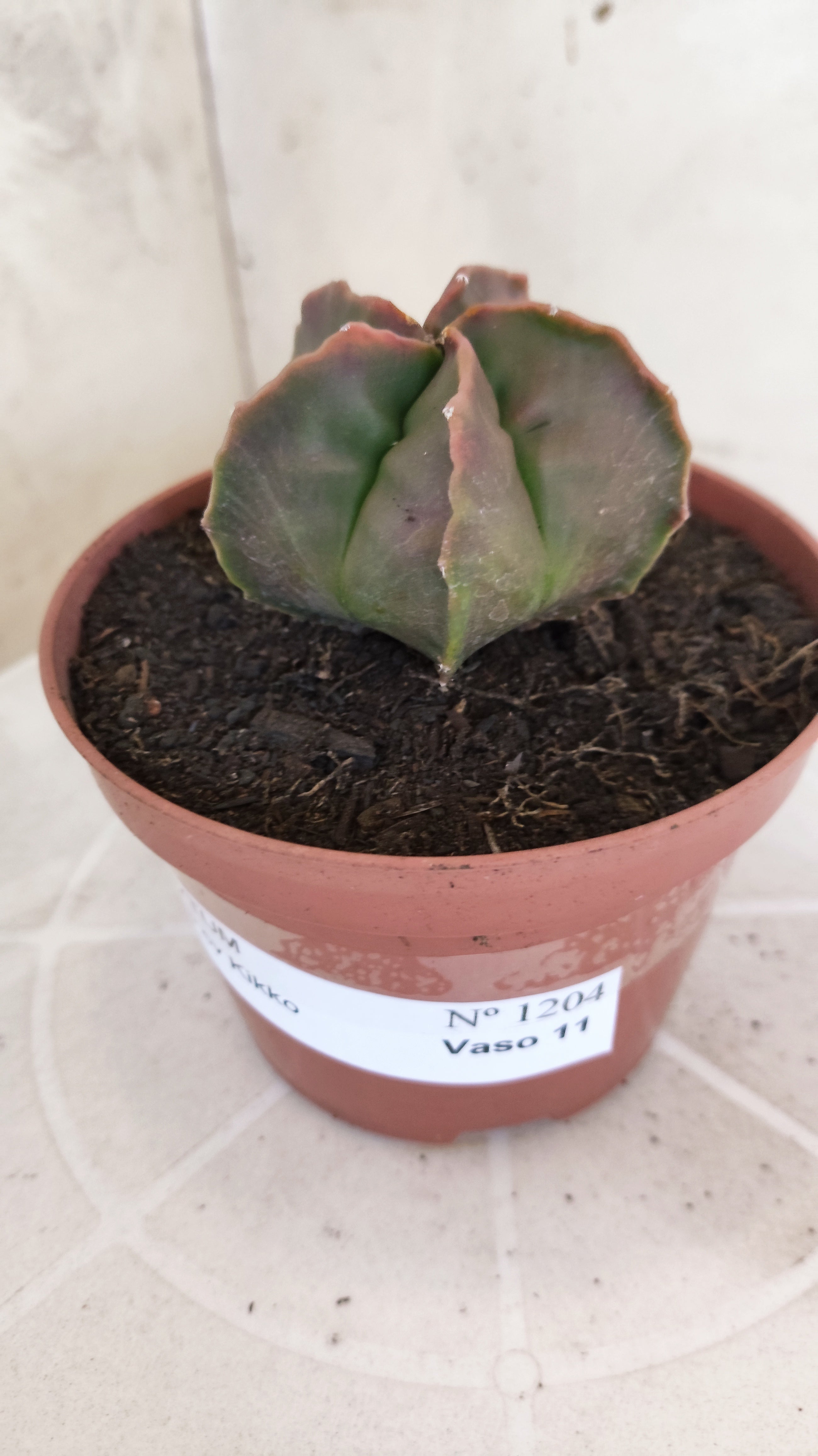 ASTROPHYTUM cv KIKKO  Nº 1204 – vaso 11