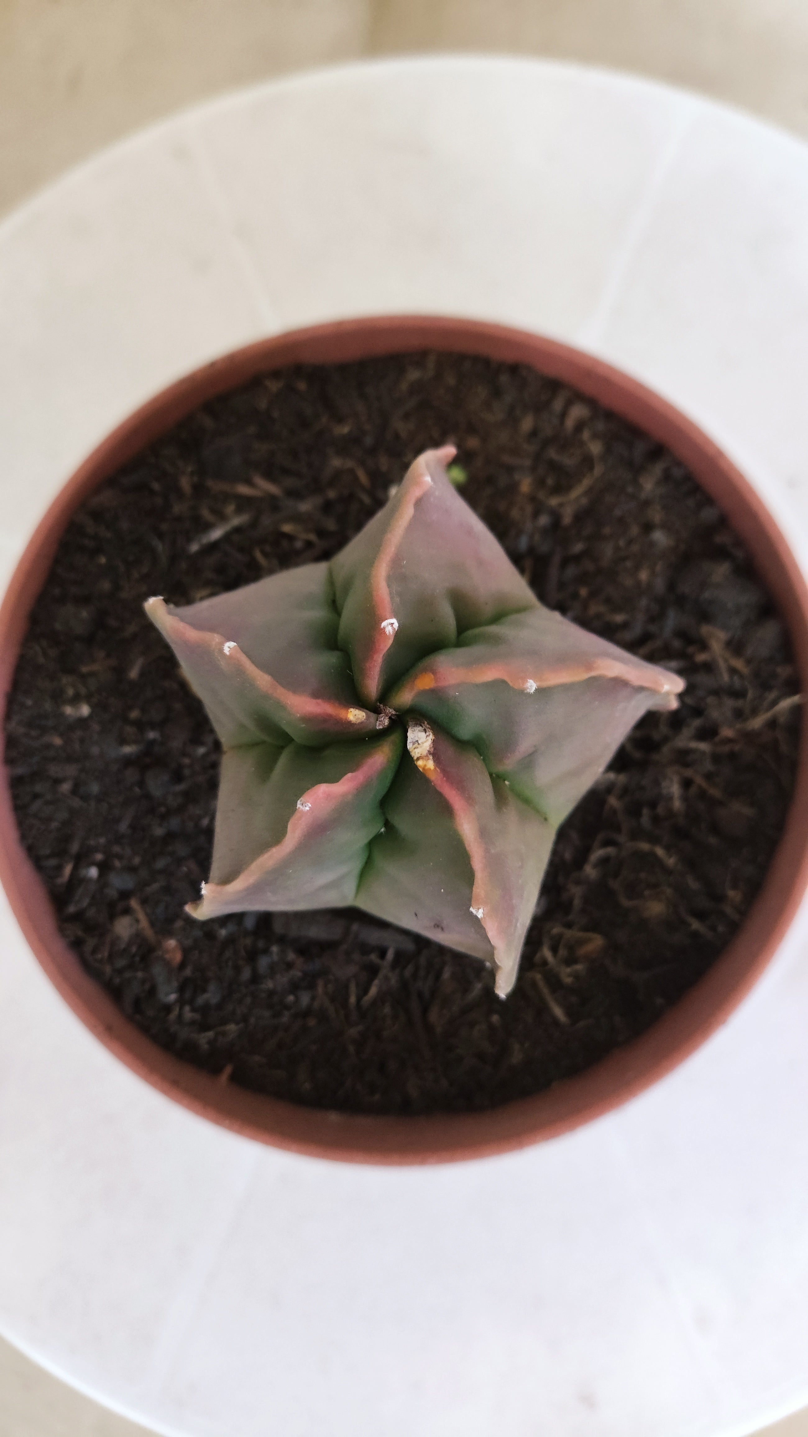 ASTROPHYTUM cv KIKKO  Nº 1204 – vaso 11