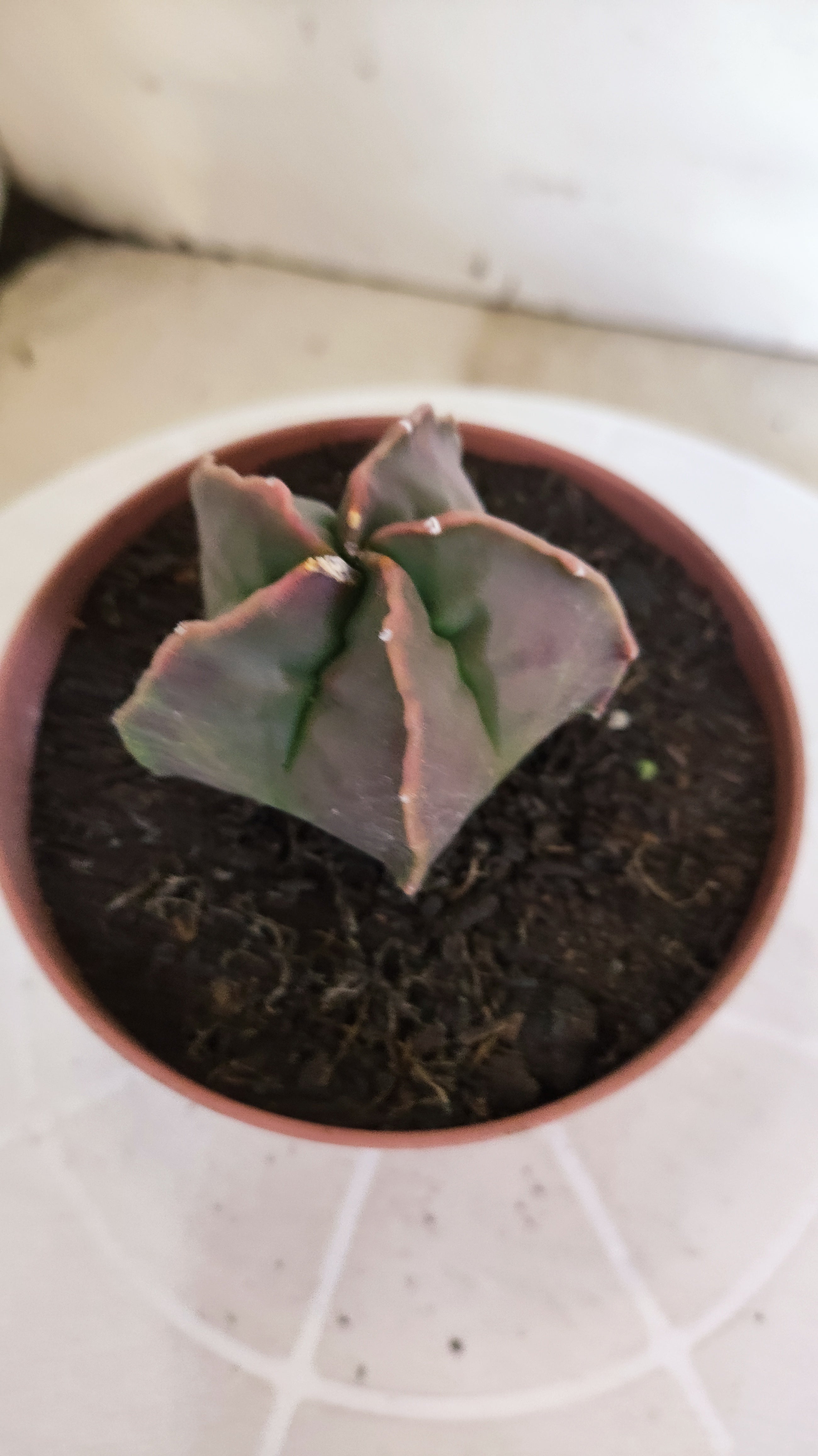 ASTROPHYTUM cv KIKKO  Nº 1204 – vaso 11