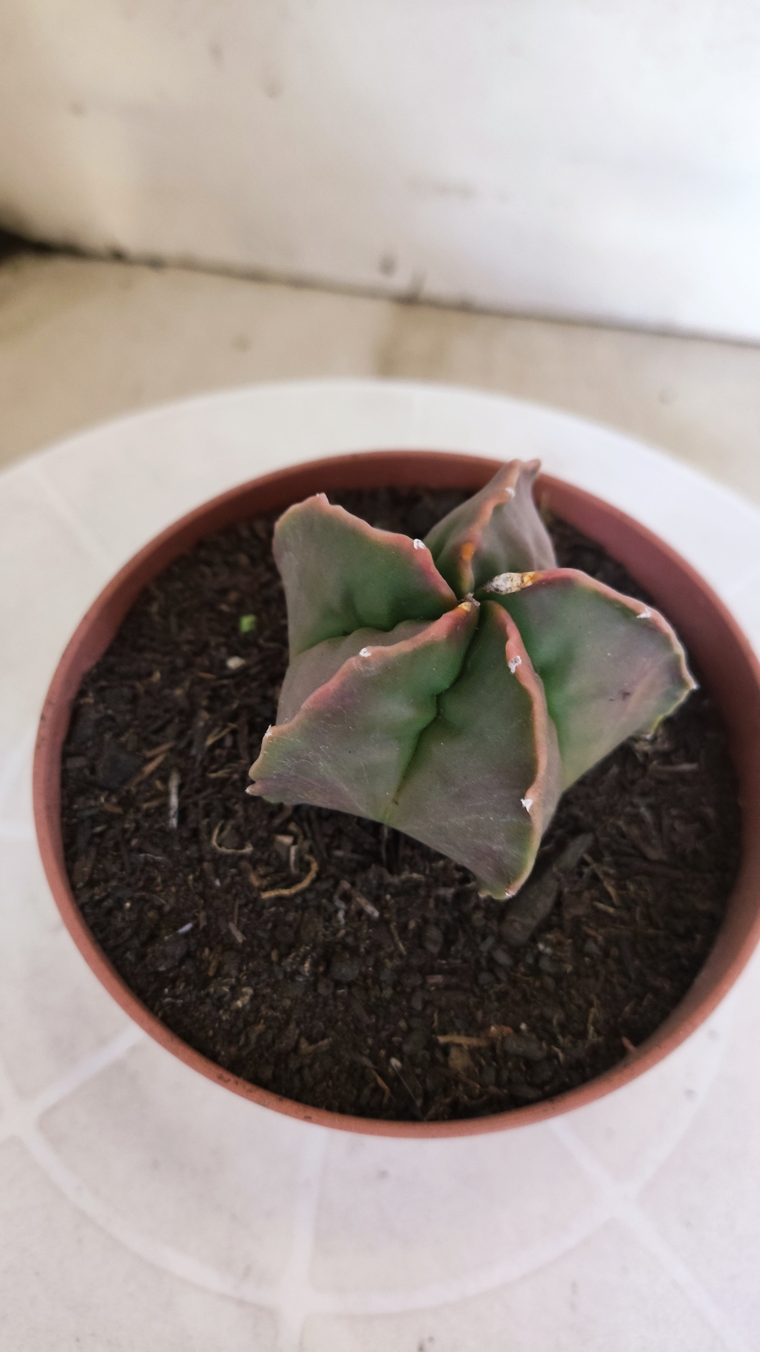 ASTROPHYTUM cv KIKKO  Nº 1204 – vaso 11
