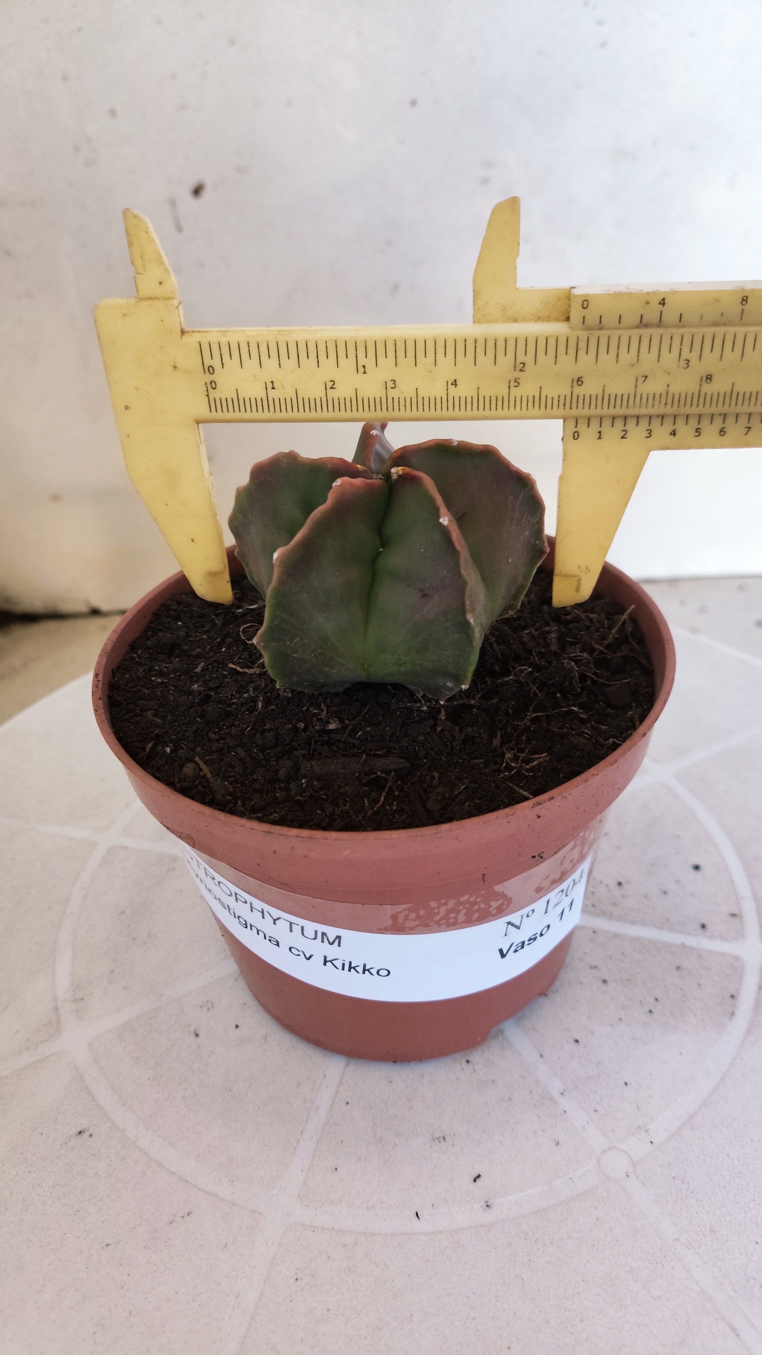 ASTROPHYTUM cv KIKKO  Nº 1204 – vaso 11