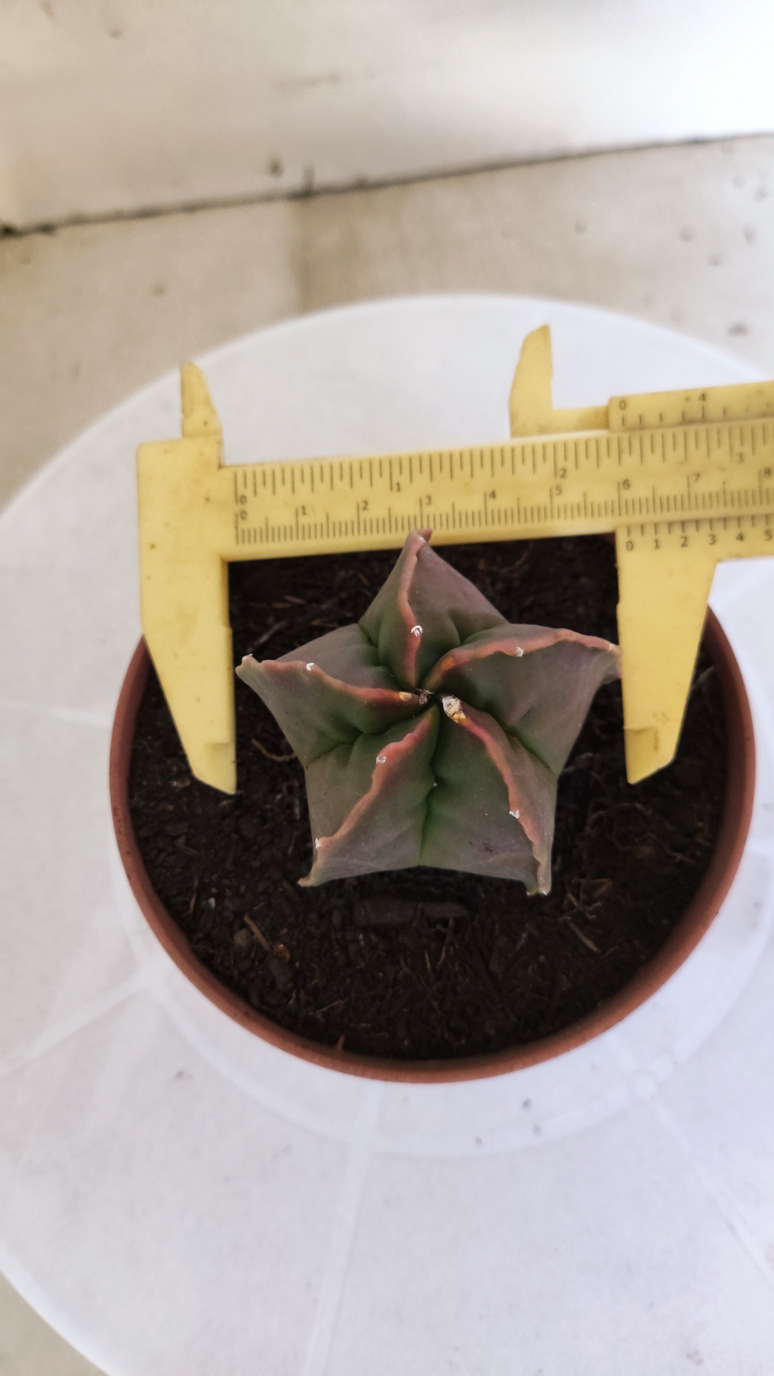 ASTROPHYTUM cv KIKKO  Nº 1204 – vaso 11