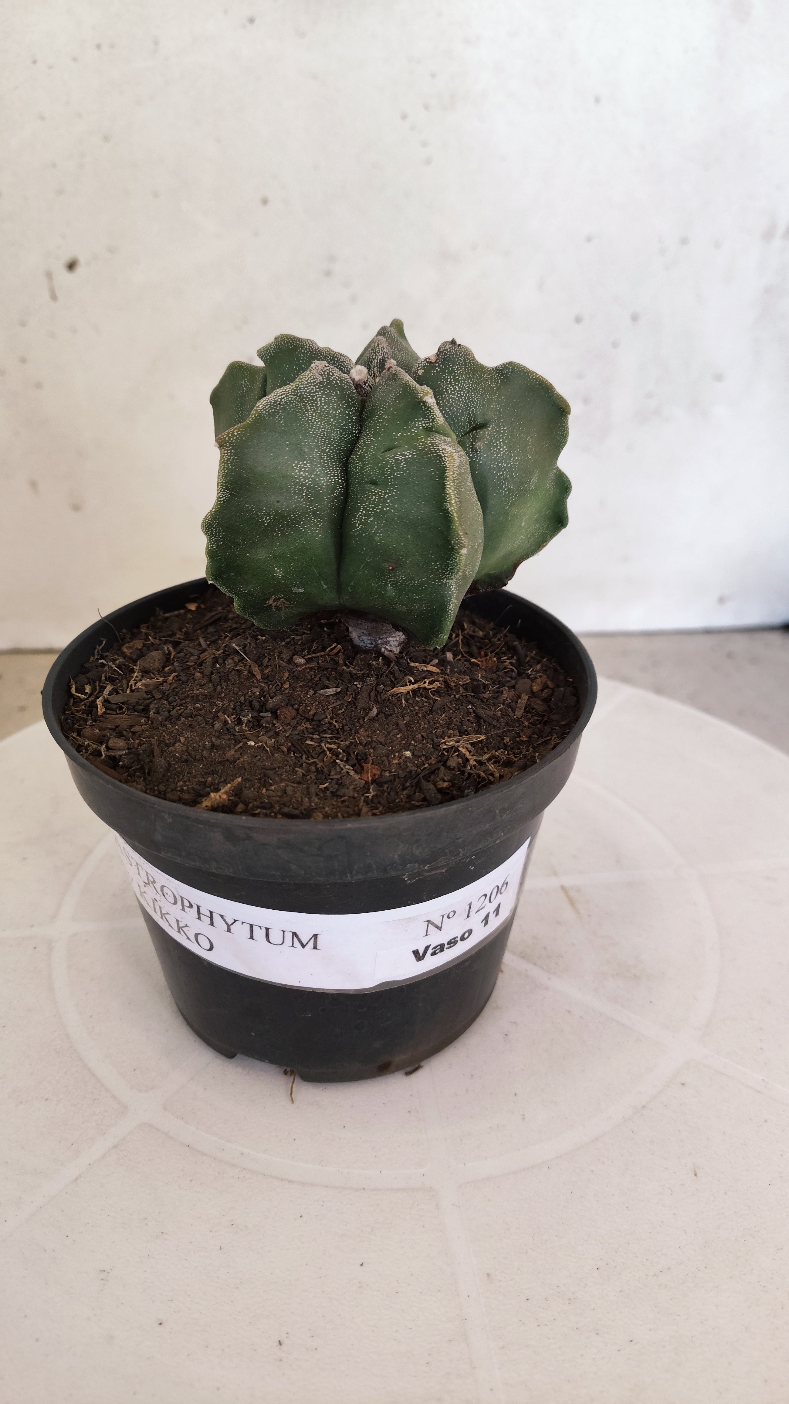 ASTROPHYTUM cv KIKKO  Nº 1206 – vaso 11