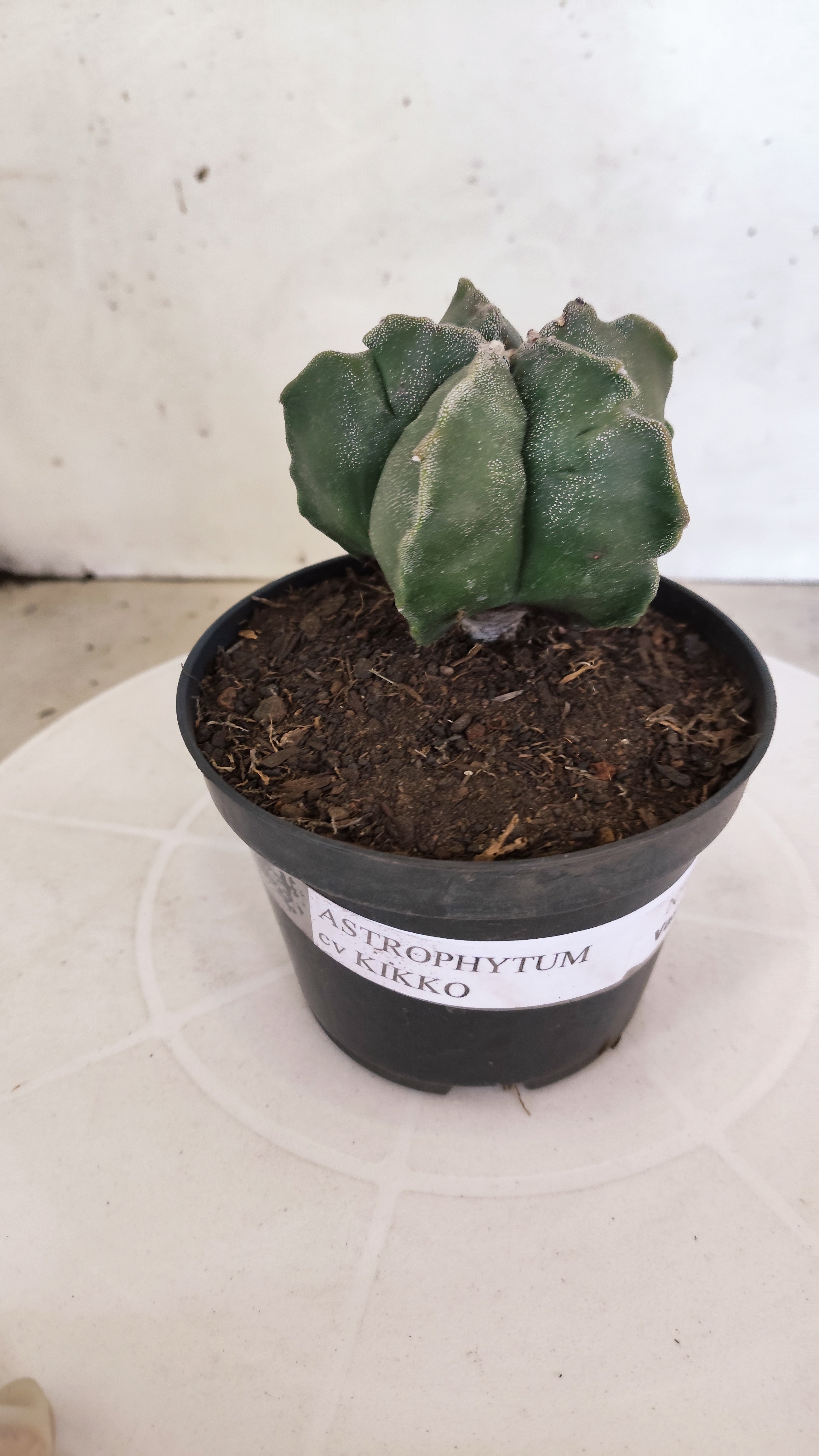 ASTROPHYTUM cv KIKKO  Nº 1206 – vaso 11