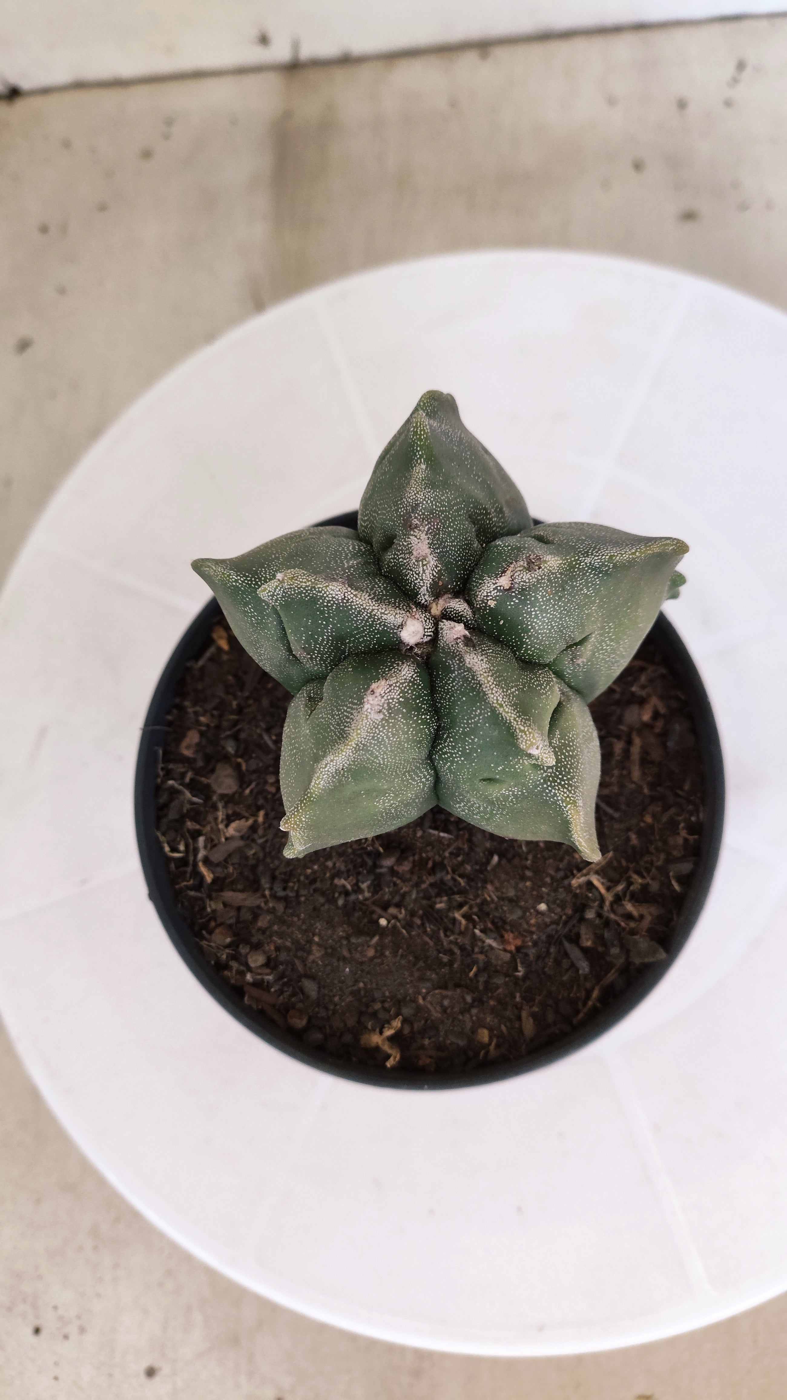 ASTROPHYTUM cv KIKKO  Nº 1206 – vaso 11