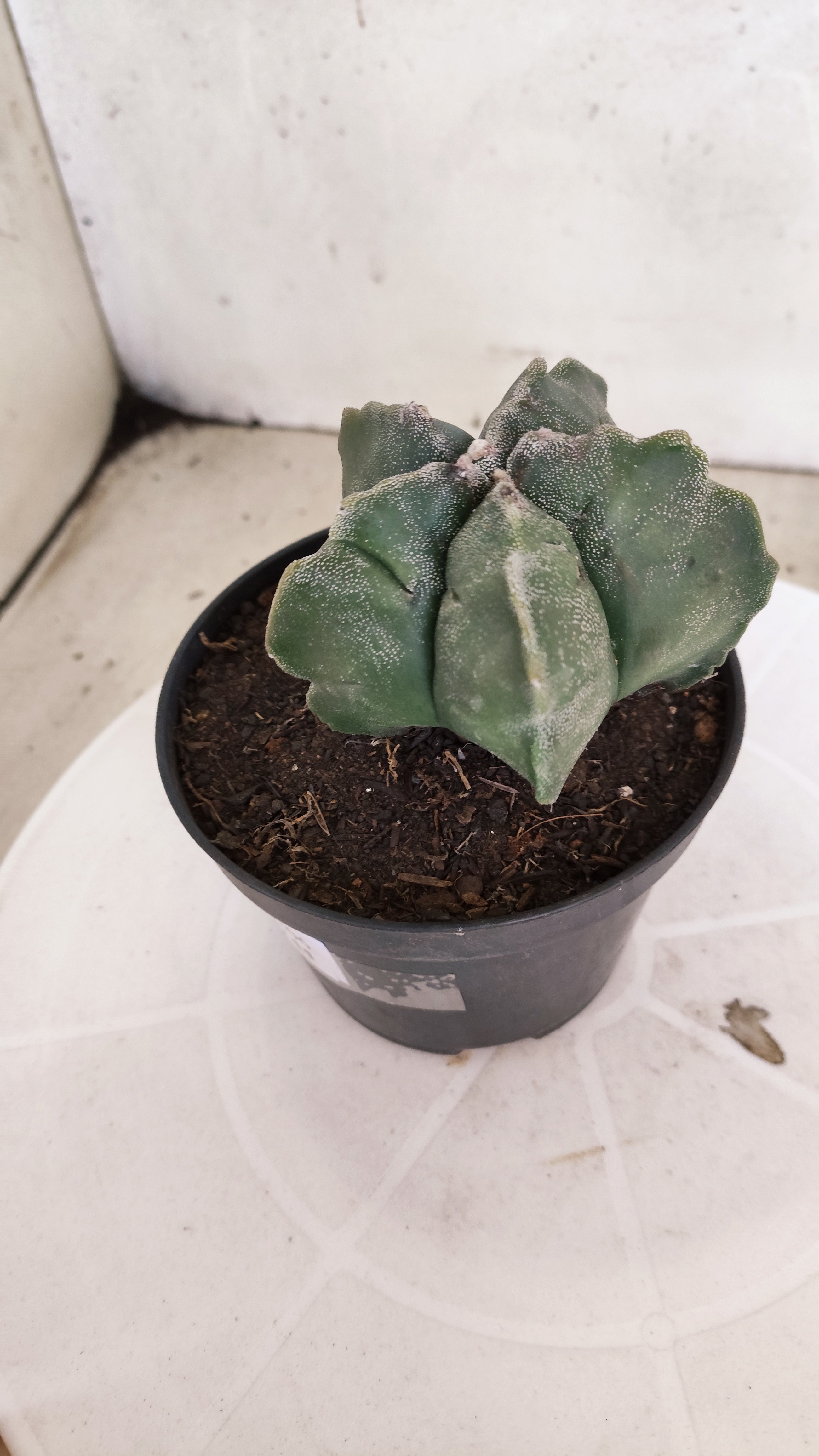 ASTROPHYTUM cv KIKKO  Nº 1206 – vaso 11