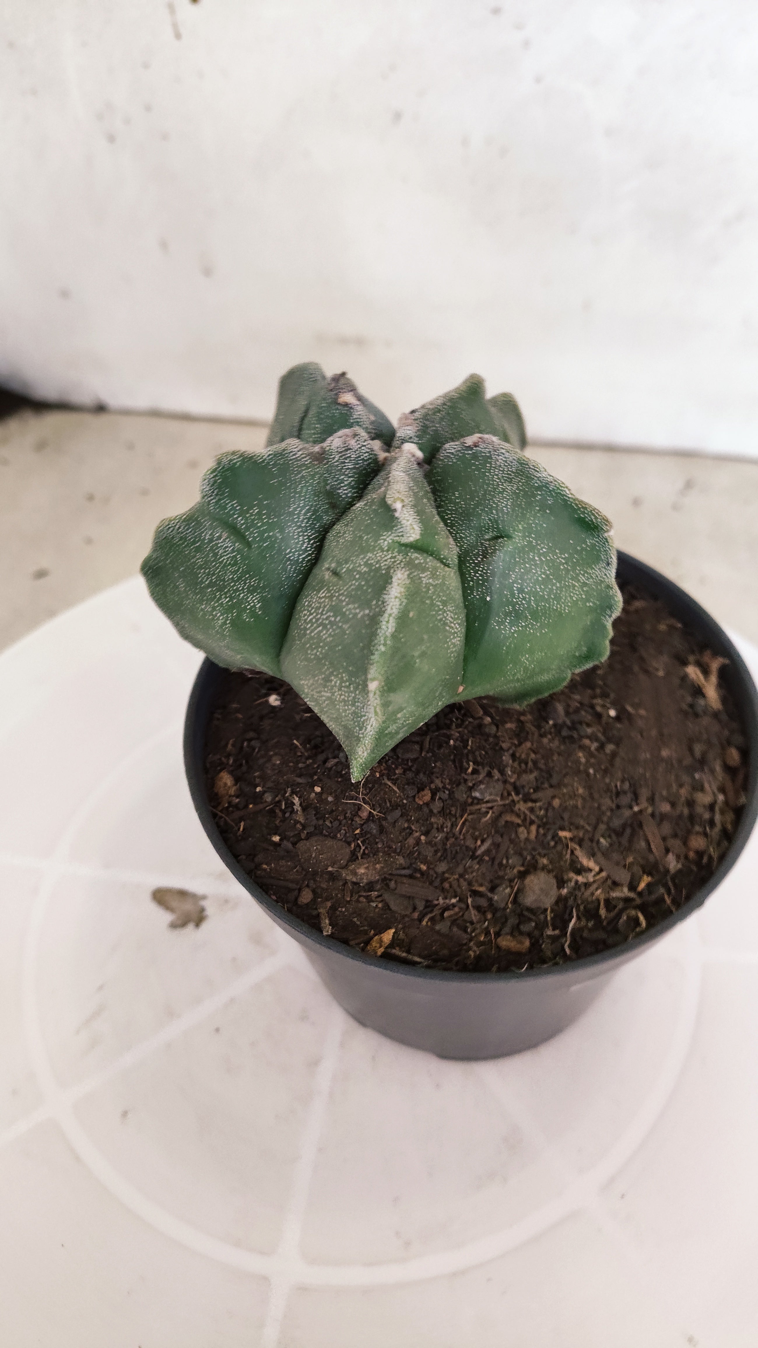 ASTROPHYTUM cv KIKKO  Nº 1206 – vaso 11