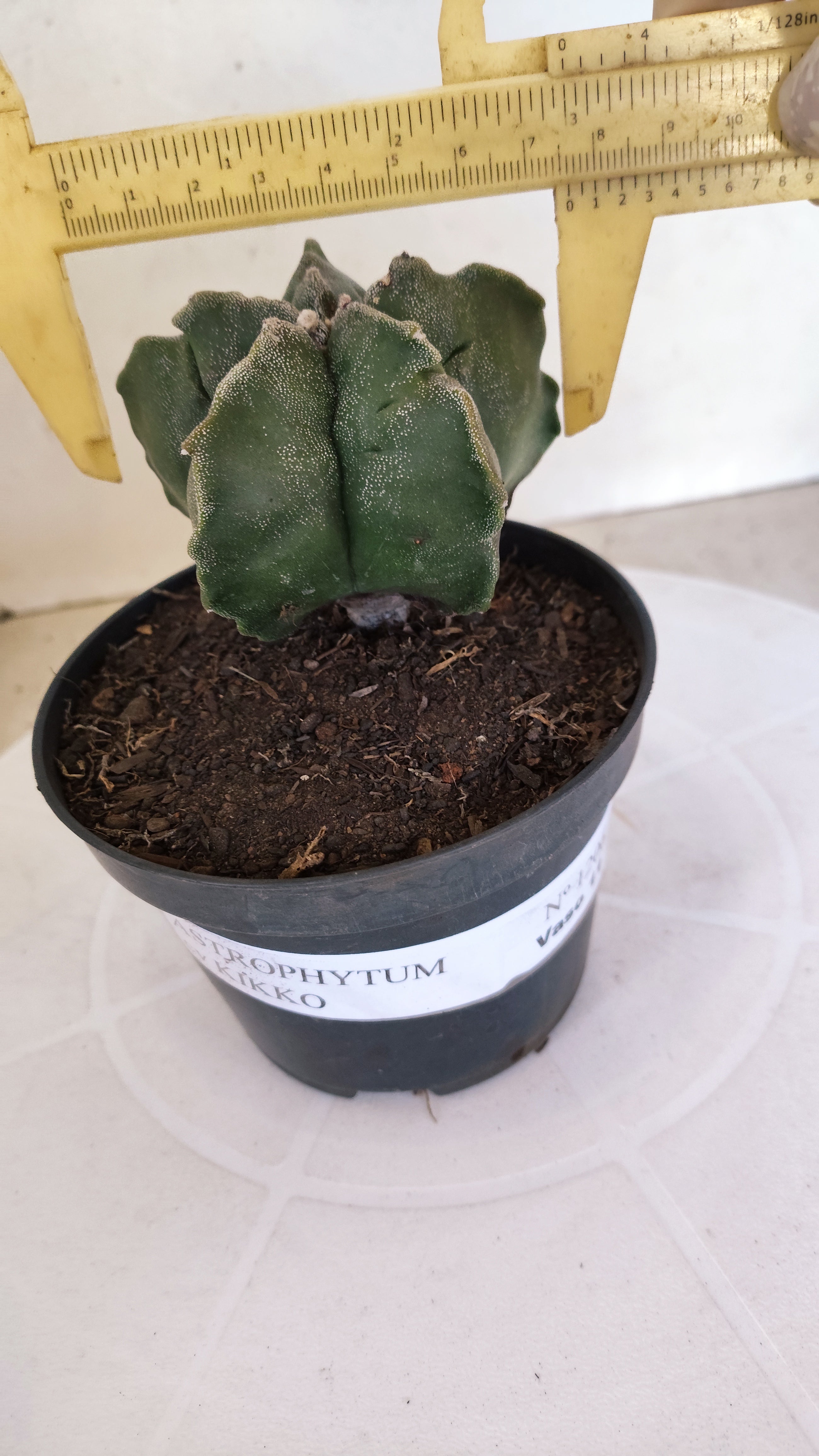 ASTROPHYTUM cv KIKKO  Nº 1206 – vaso 11