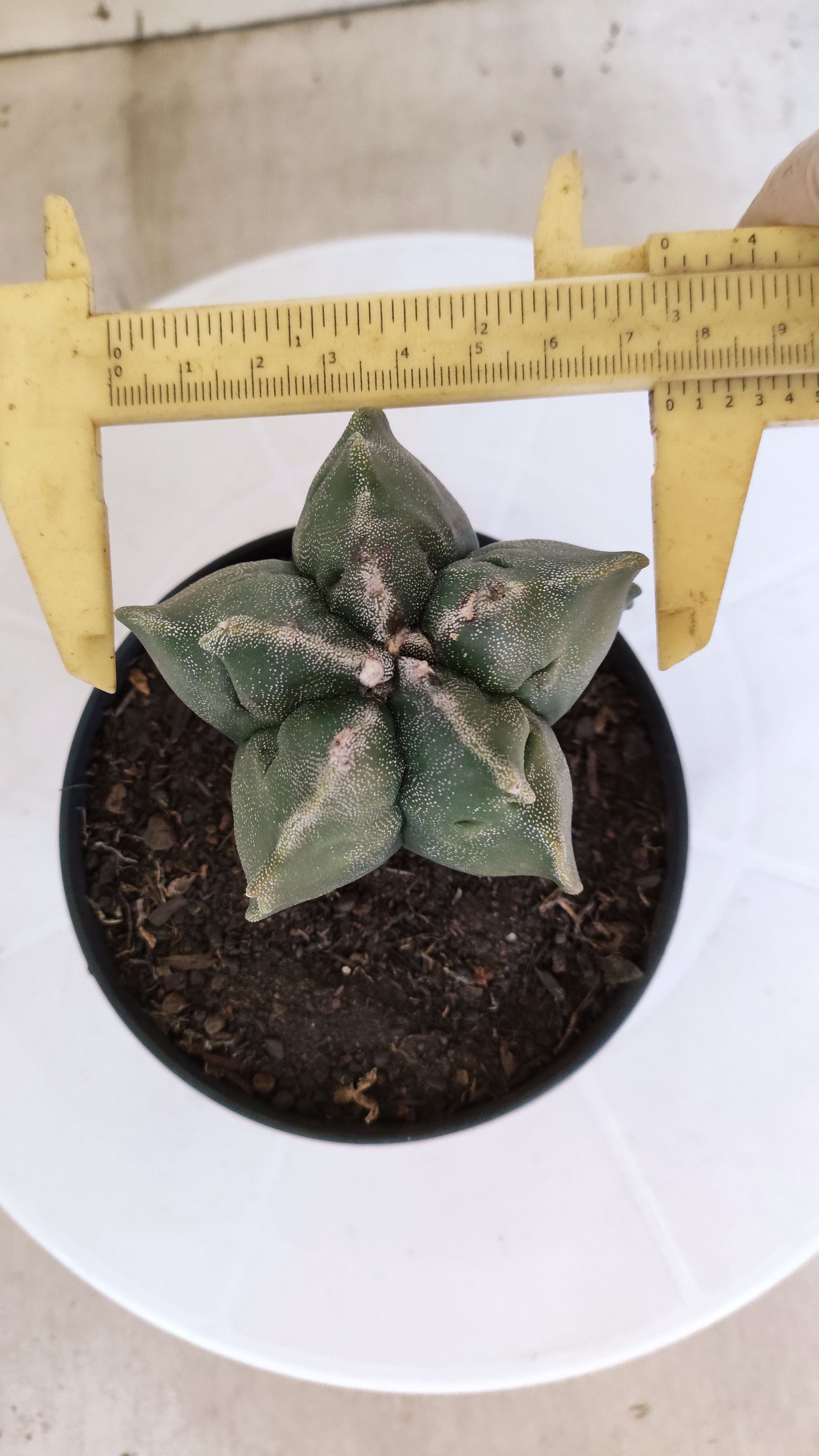 ASTROPHYTUM cv KIKKO  Nº 1206 – vaso 11