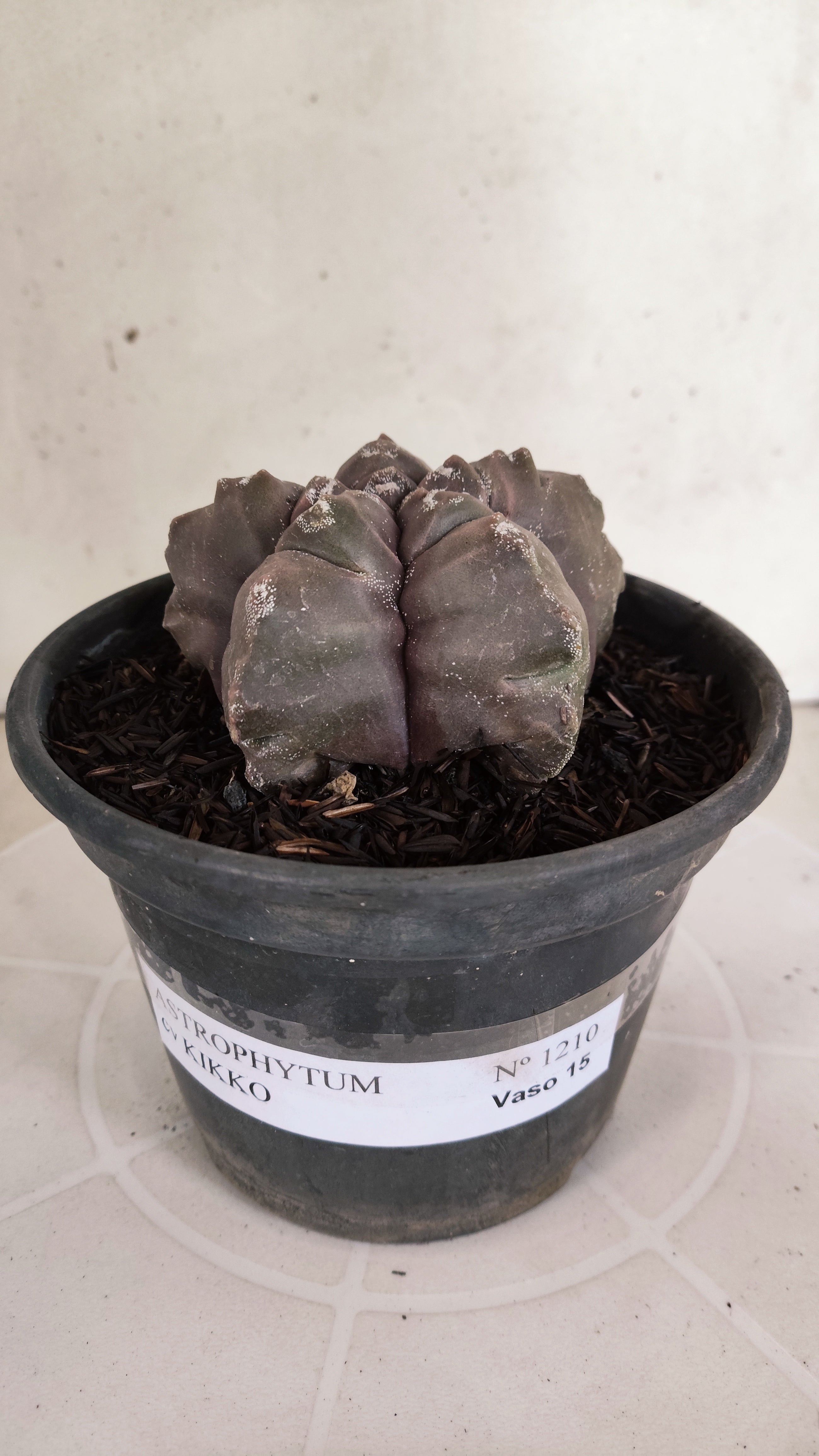 ASTROPHYTUM cv KIKKO  Nº 1210 – vaso 15
