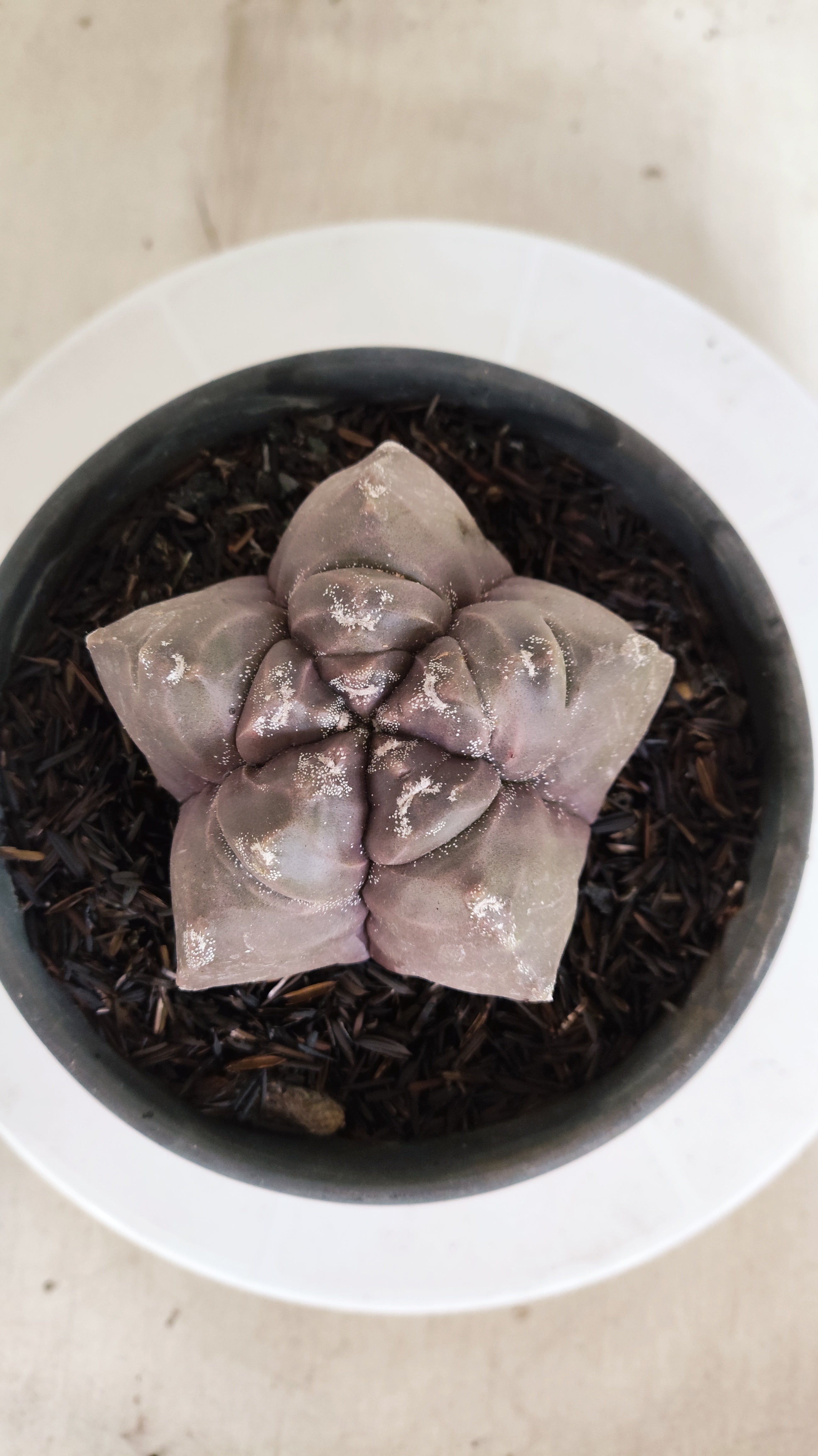 ASTROPHYTUM cv KIKKO  Nº 1210 – vaso 15