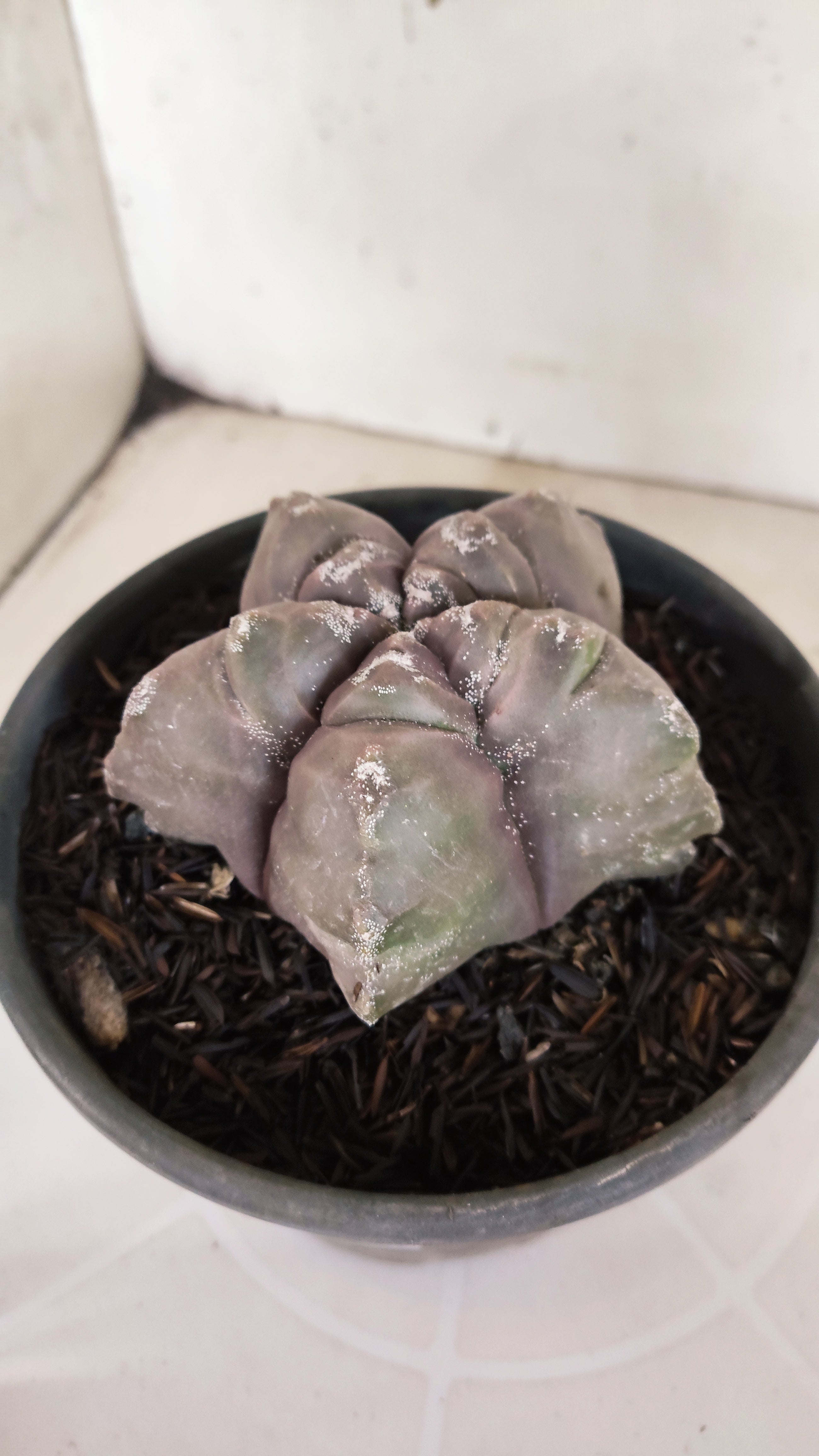 ASTROPHYTUM cv KIKKO  Nº 1210 – vaso 15
