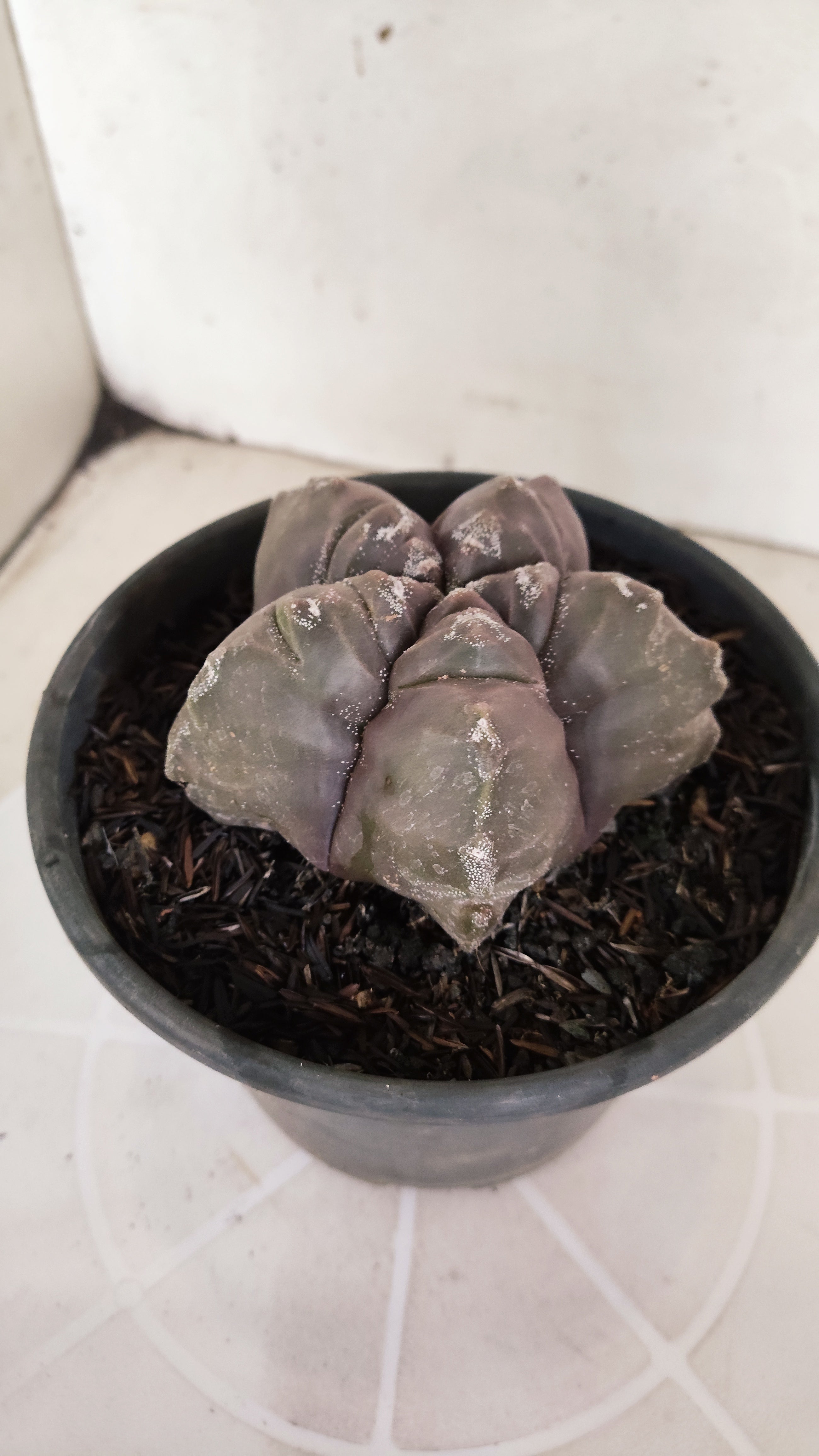 ASTROPHYTUM cv KIKKO  Nº 1210 – vaso 15
