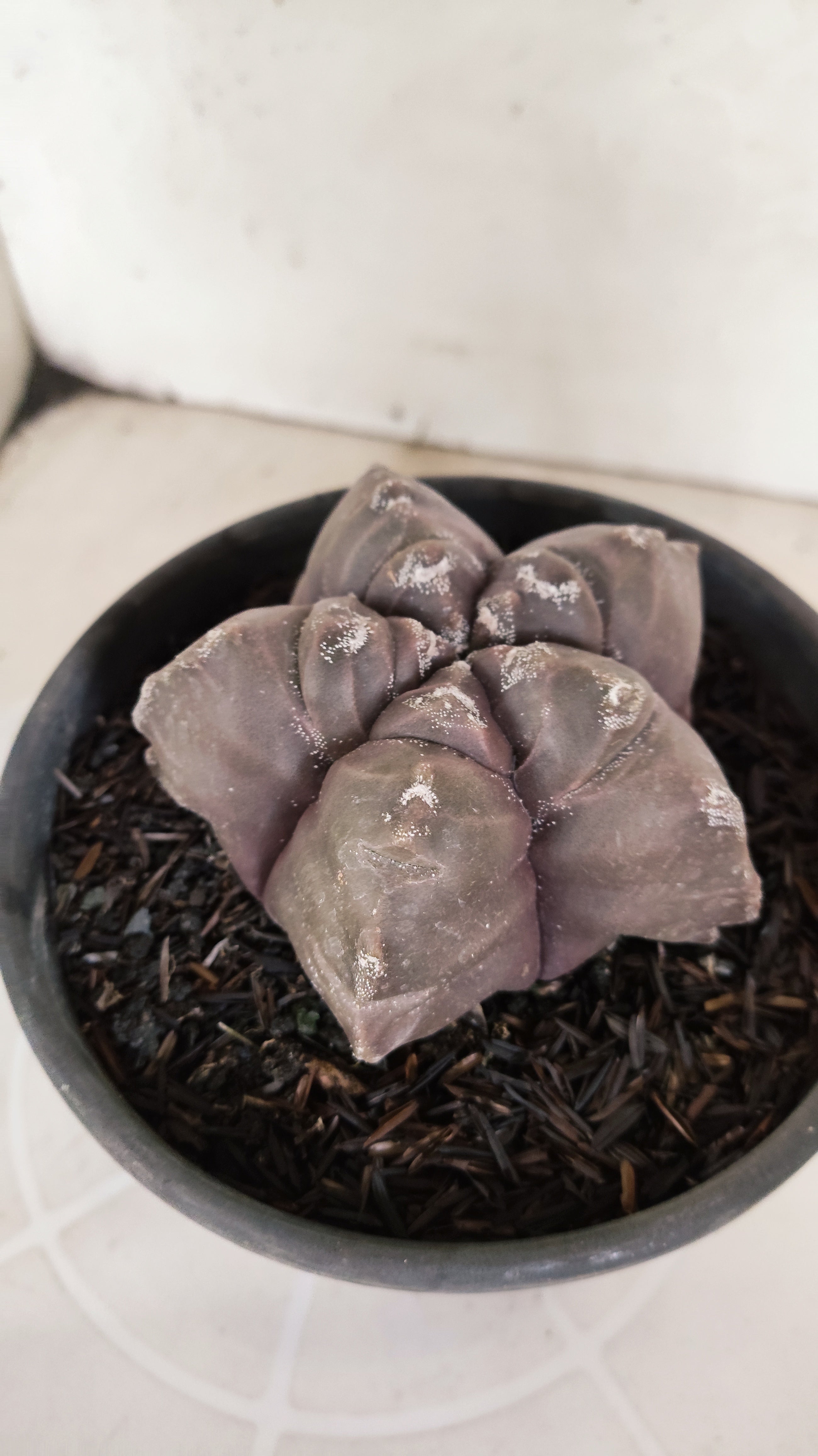 ASTROPHYTUM cv KIKKO  Nº 1210 – vaso 15
