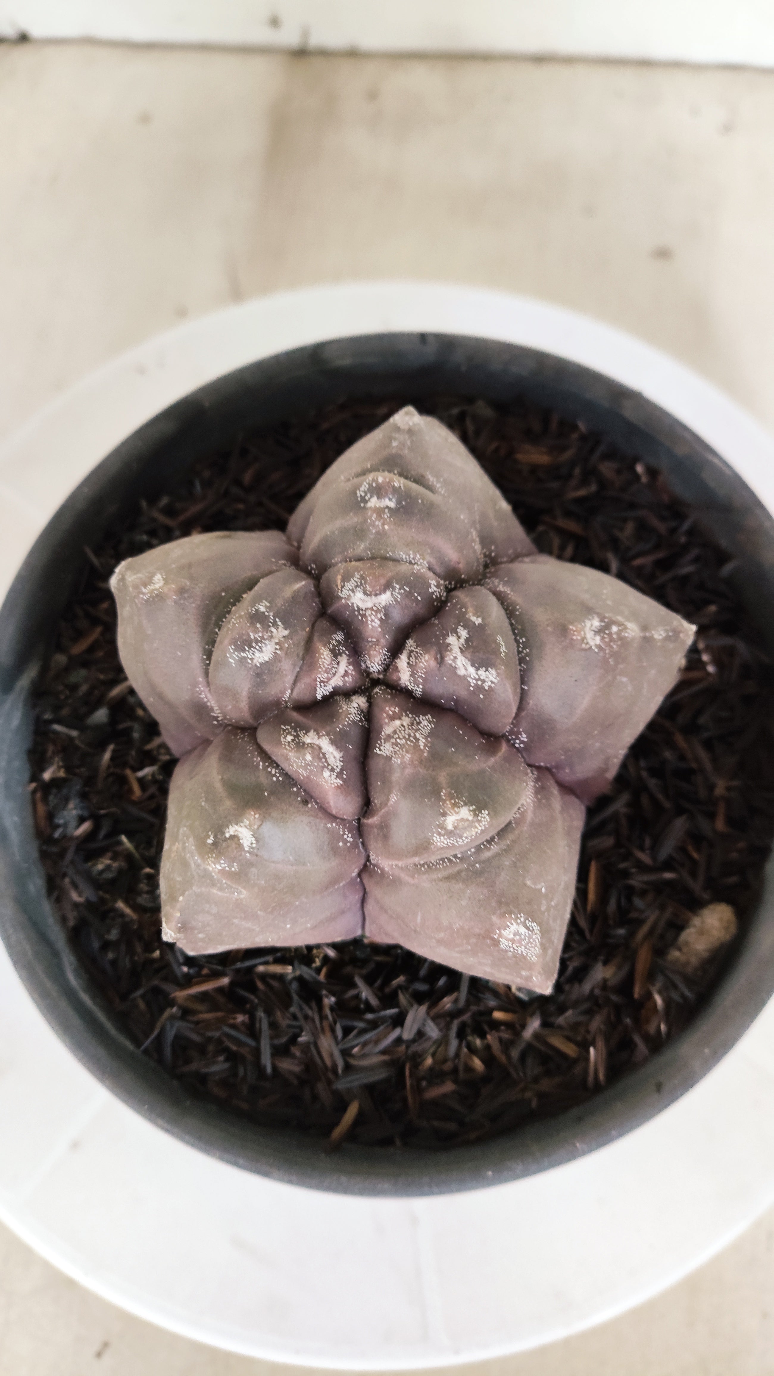 ASTROPHYTUM cv KIKKO  Nº 1210 – vaso 15