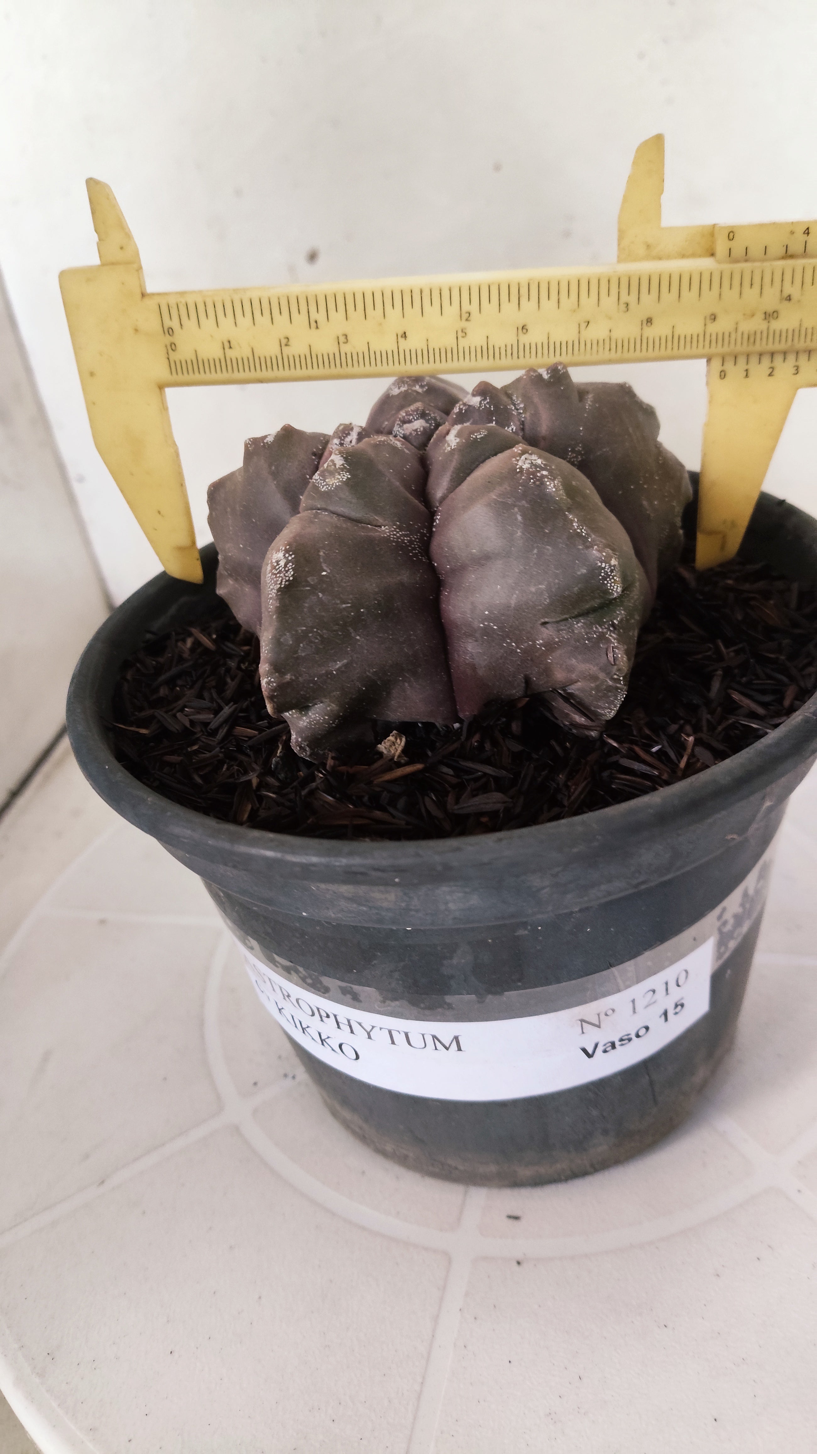 ASTROPHYTUM cv KIKKO  Nº 1210 – vaso 15