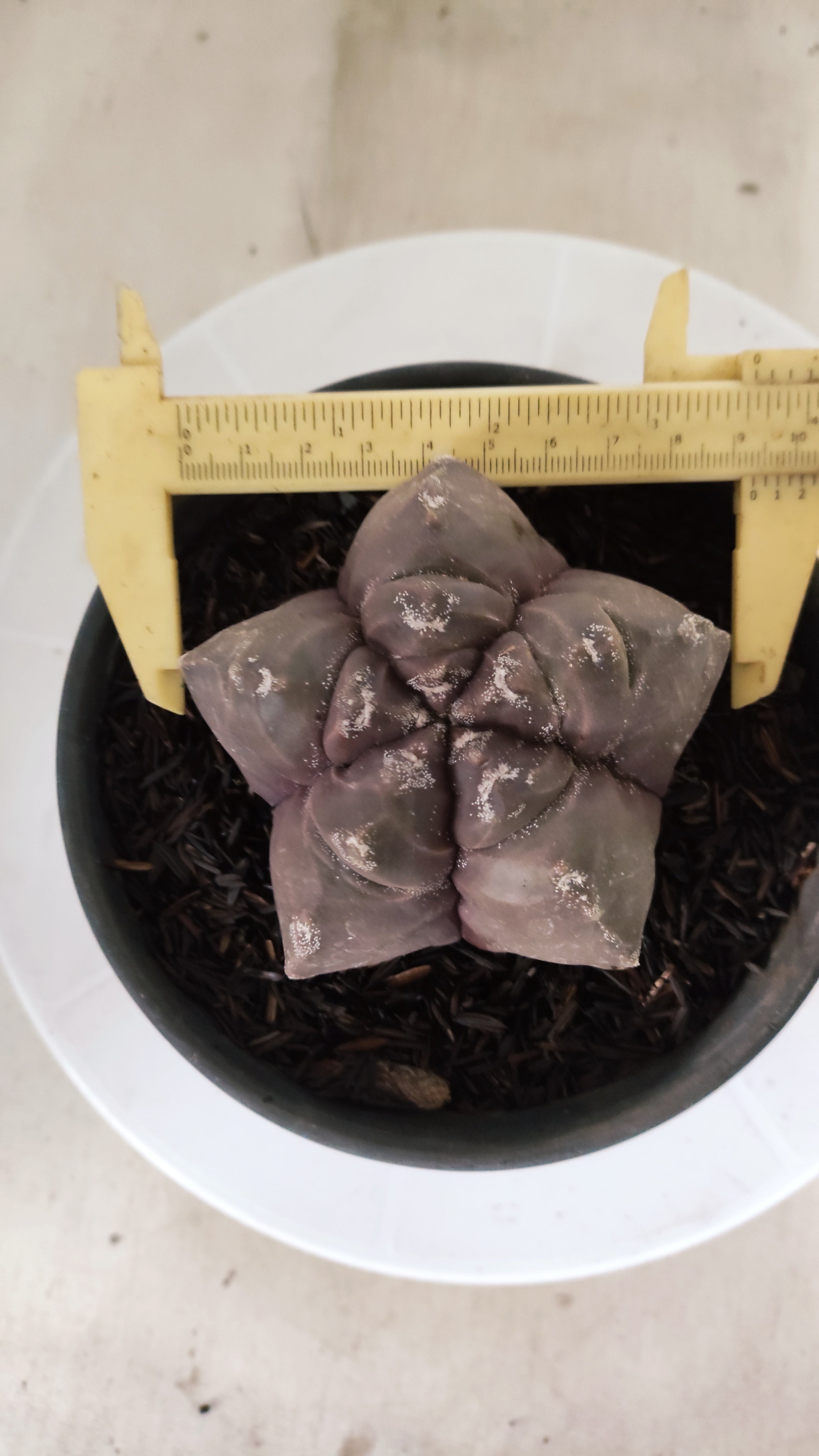 ASTROPHYTUM cv KIKKO  Nº 1210 – vaso 15