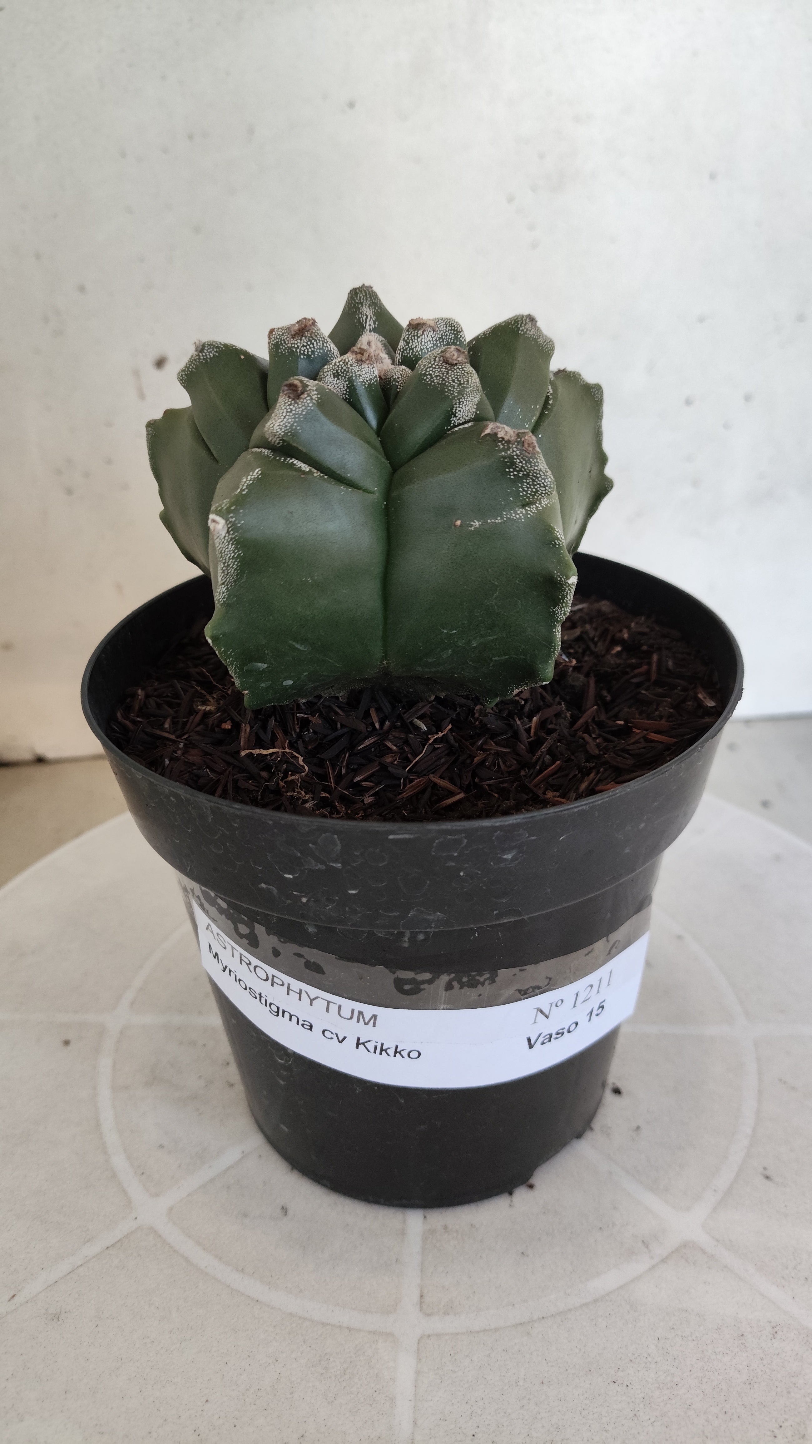 ASTROPHYTUM cv KIKKO  Nº 1211 – vaso 15