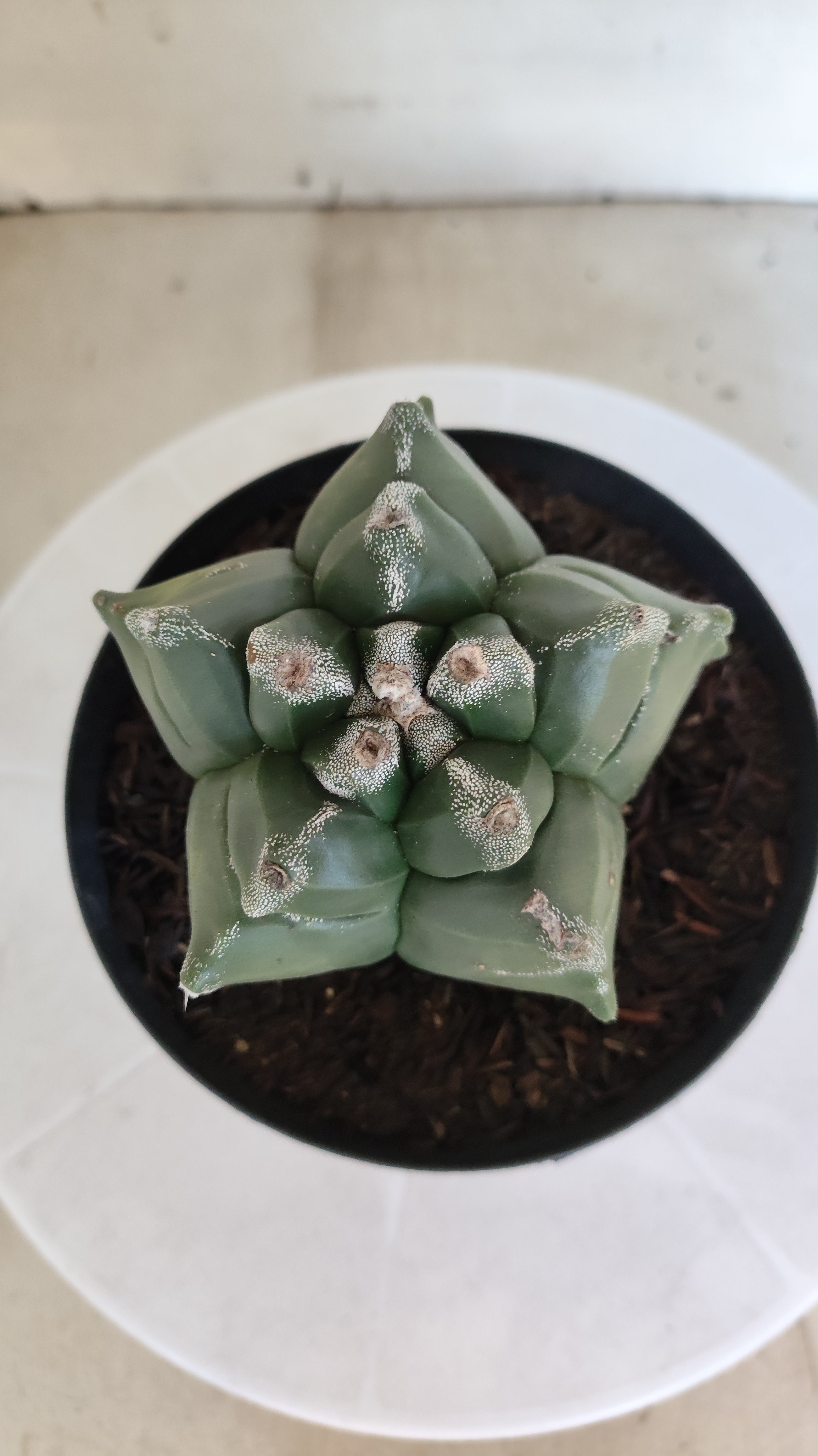 ASTROPHYTUM cv KIKKO  Nº 1211 – vaso 15