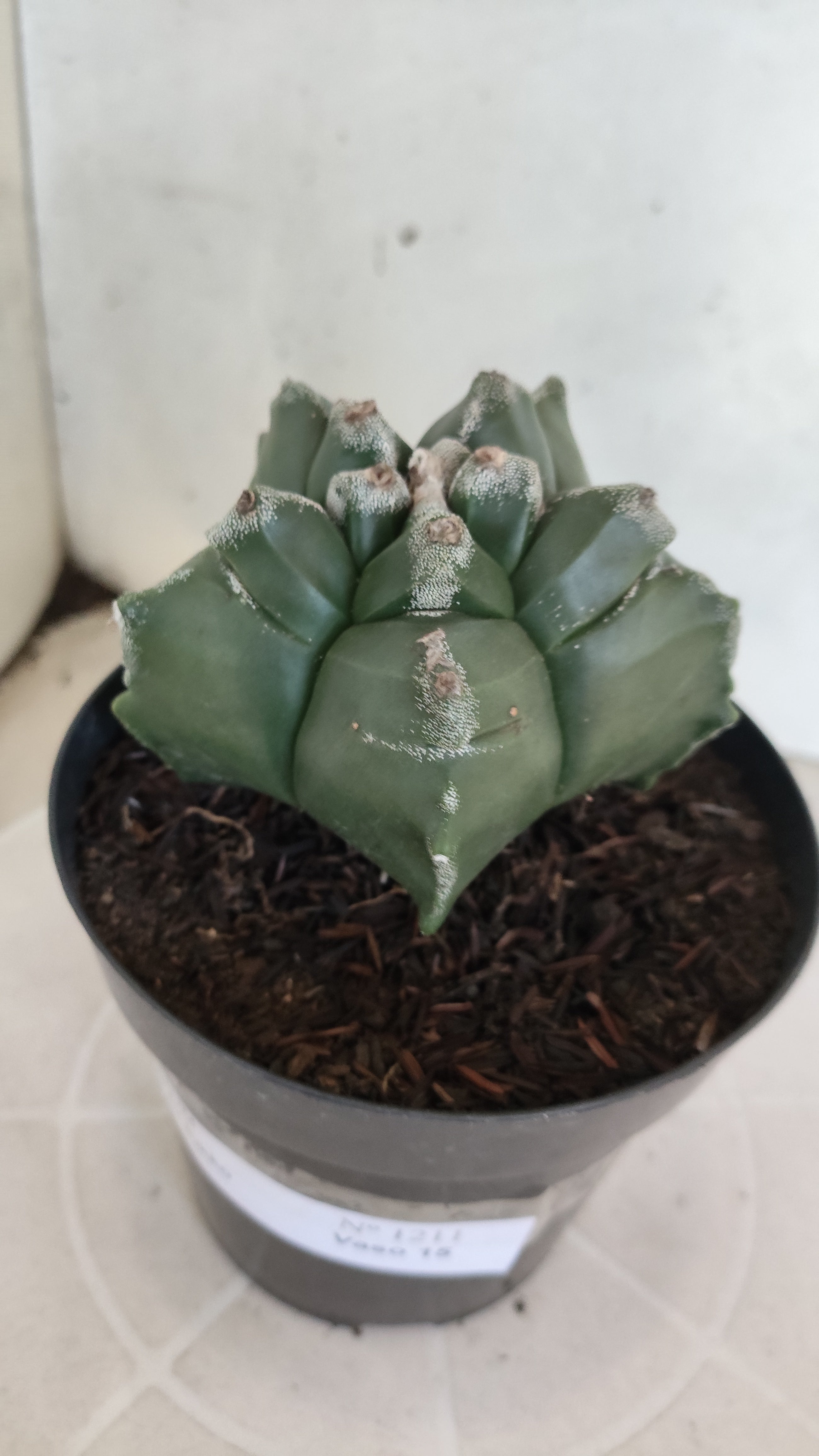 ASTROPHYTUM cv KIKKO  Nº 1211 – vaso 15