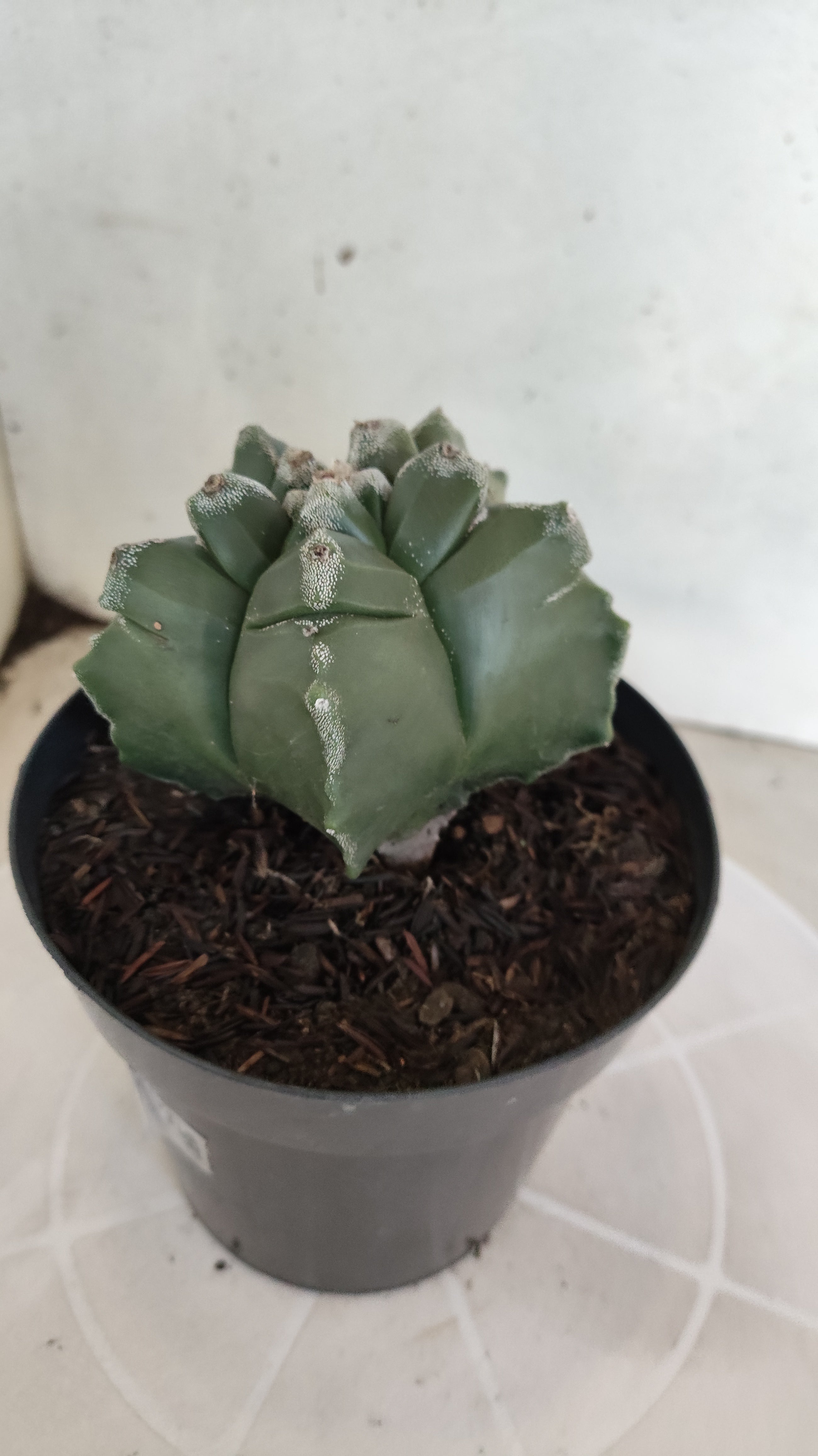 ASTROPHYTUM cv KIKKO  Nº 1211 – vaso 15