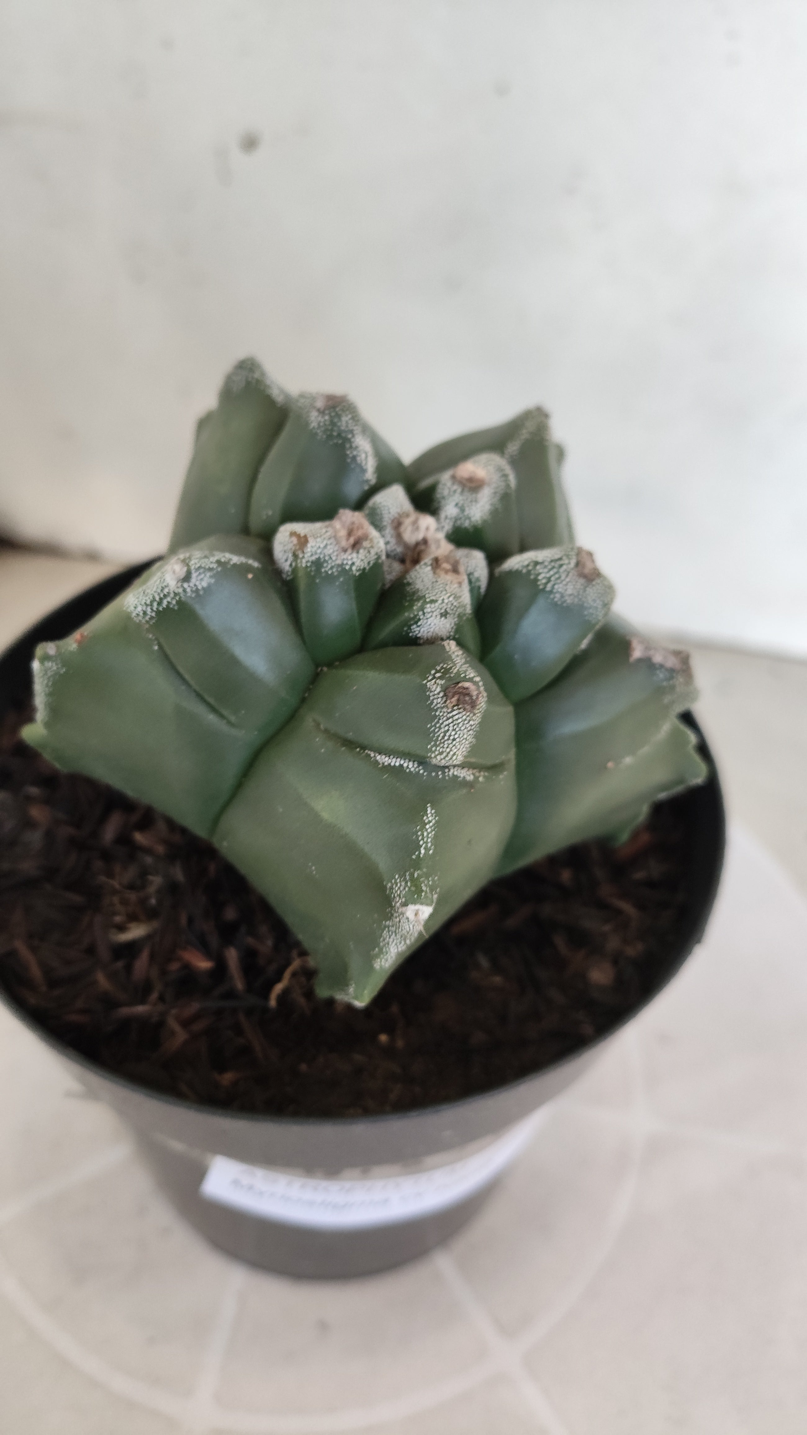 ASTROPHYTUM cv KIKKO  Nº 1211 – vaso 15