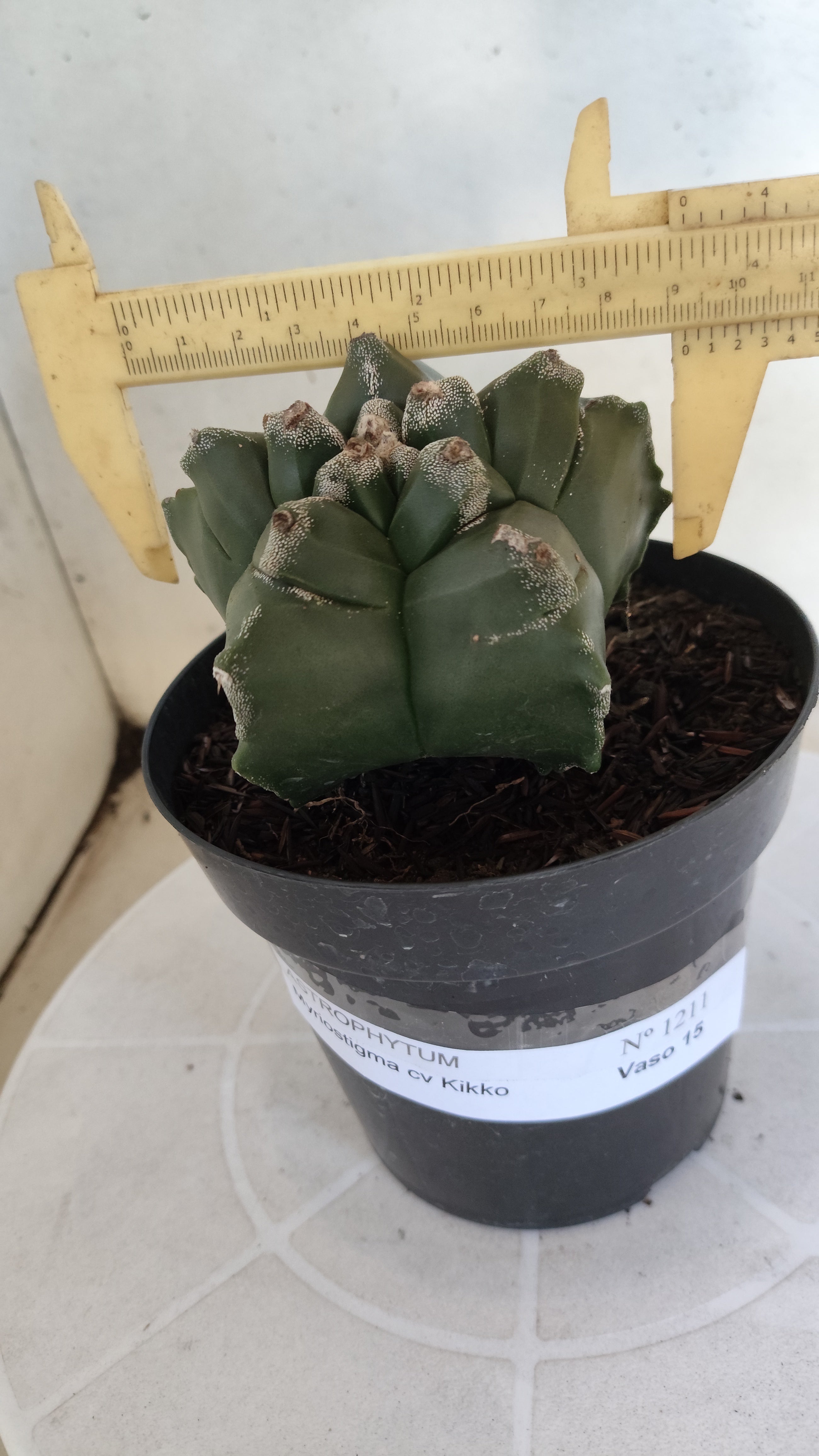 ASTROPHYTUM cv KIKKO  Nº 1211 – vaso 15
