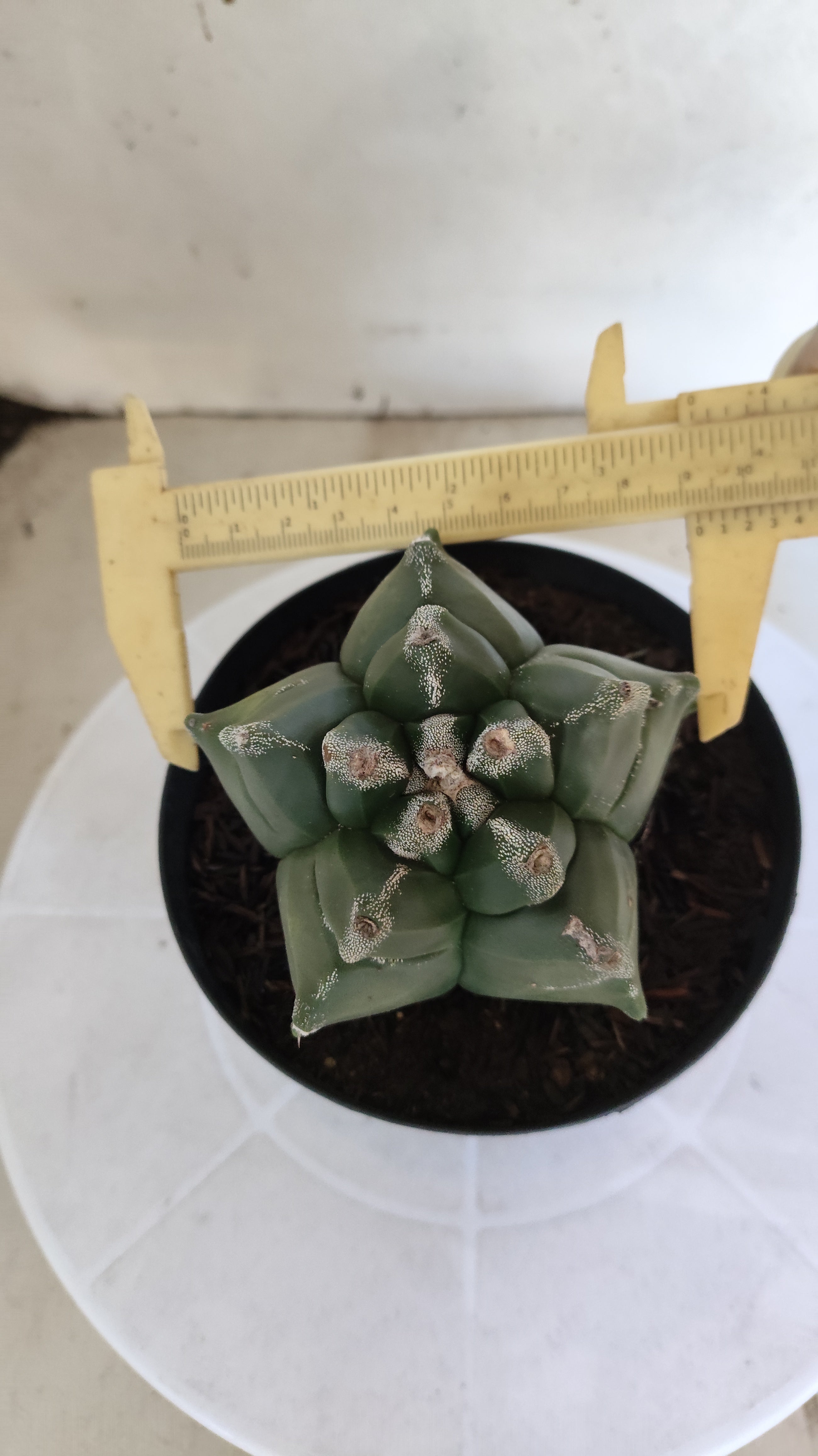 ASTROPHYTUM cv KIKKO  Nº 1211 – vaso 15