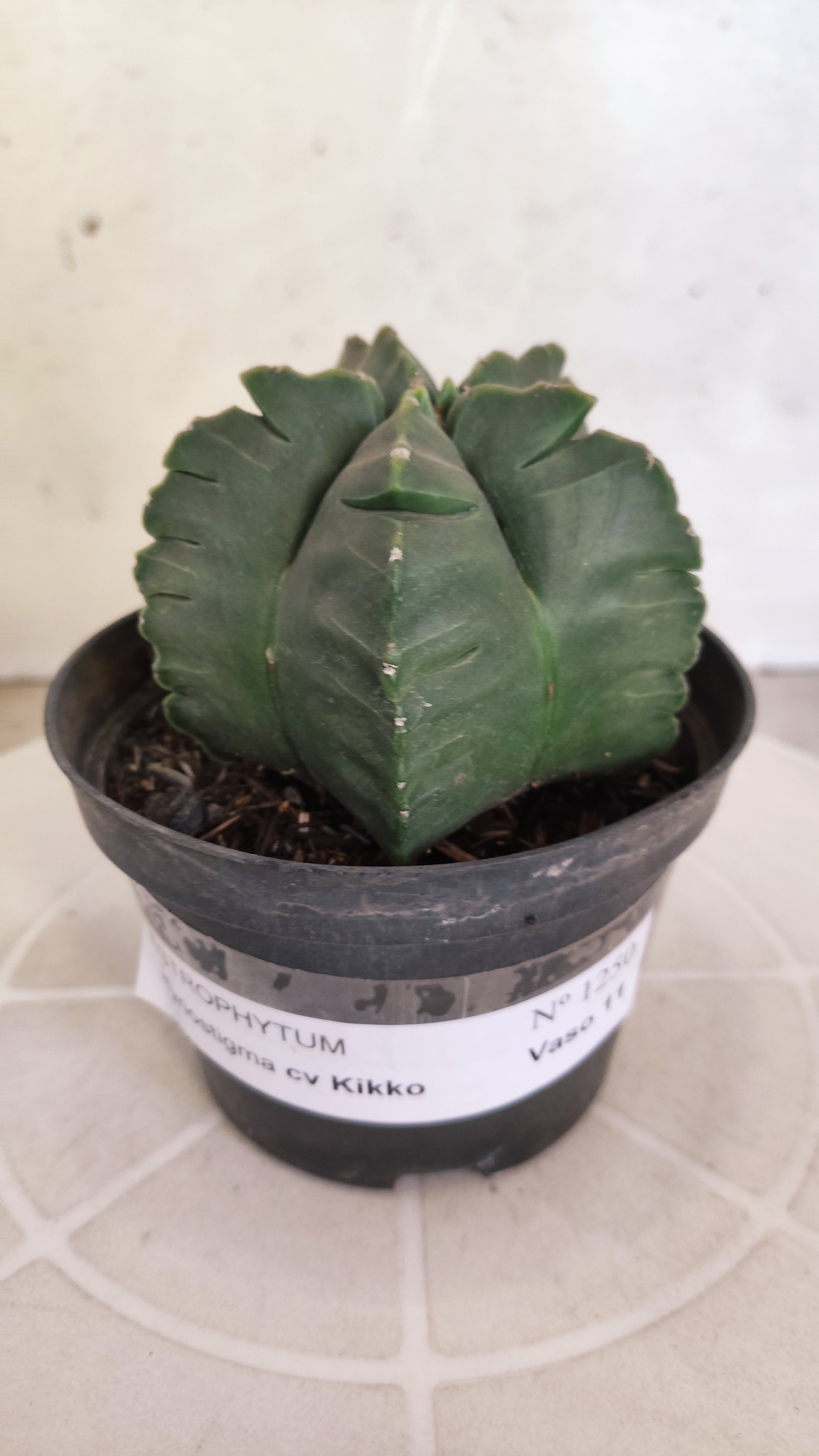 MATRIZ ASTROPHYTUM cv KIKKO   Nº 1250 – vaso 11