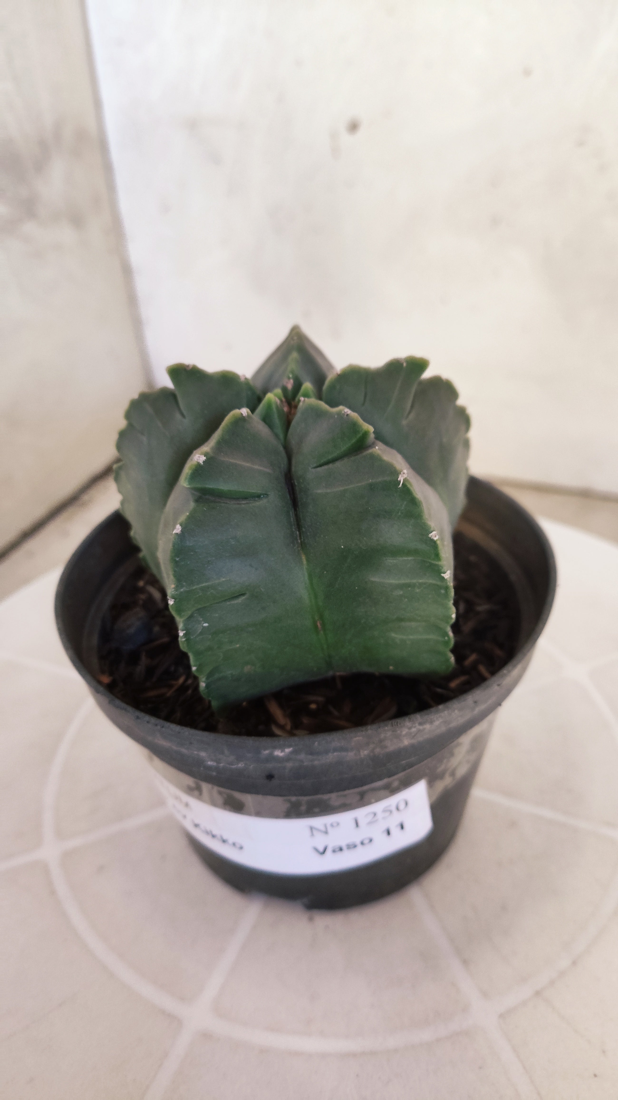MATRIZ ASTROPHYTUM cv KIKKO   Nº 1250 – vaso 11