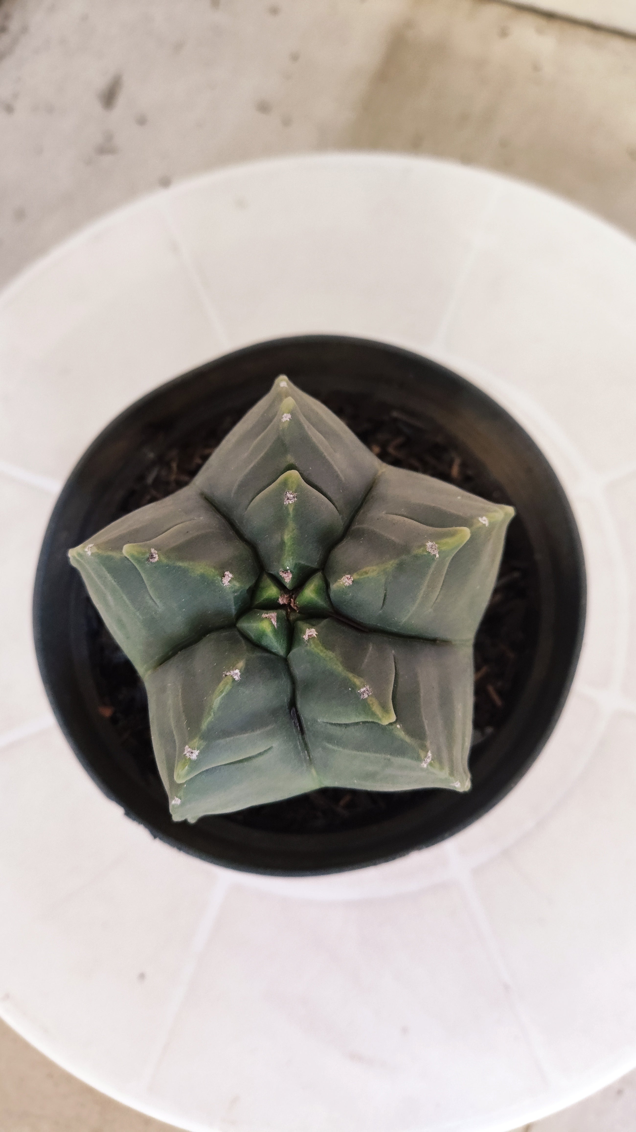 MATRIZ ASTROPHYTUM cv KIKKO   Nº 1250 – vaso 11