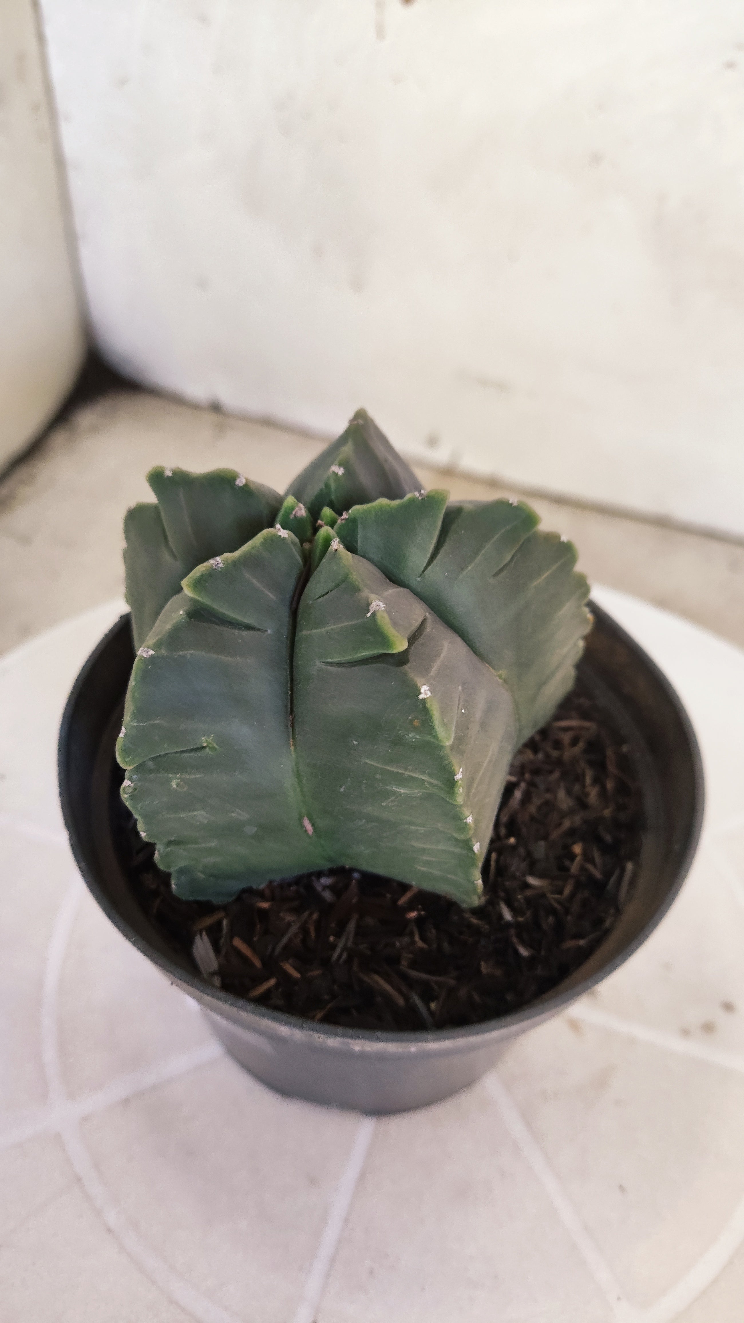 MATRIZ ASTROPHYTUM cv KIKKO   Nº 1250 – vaso 11