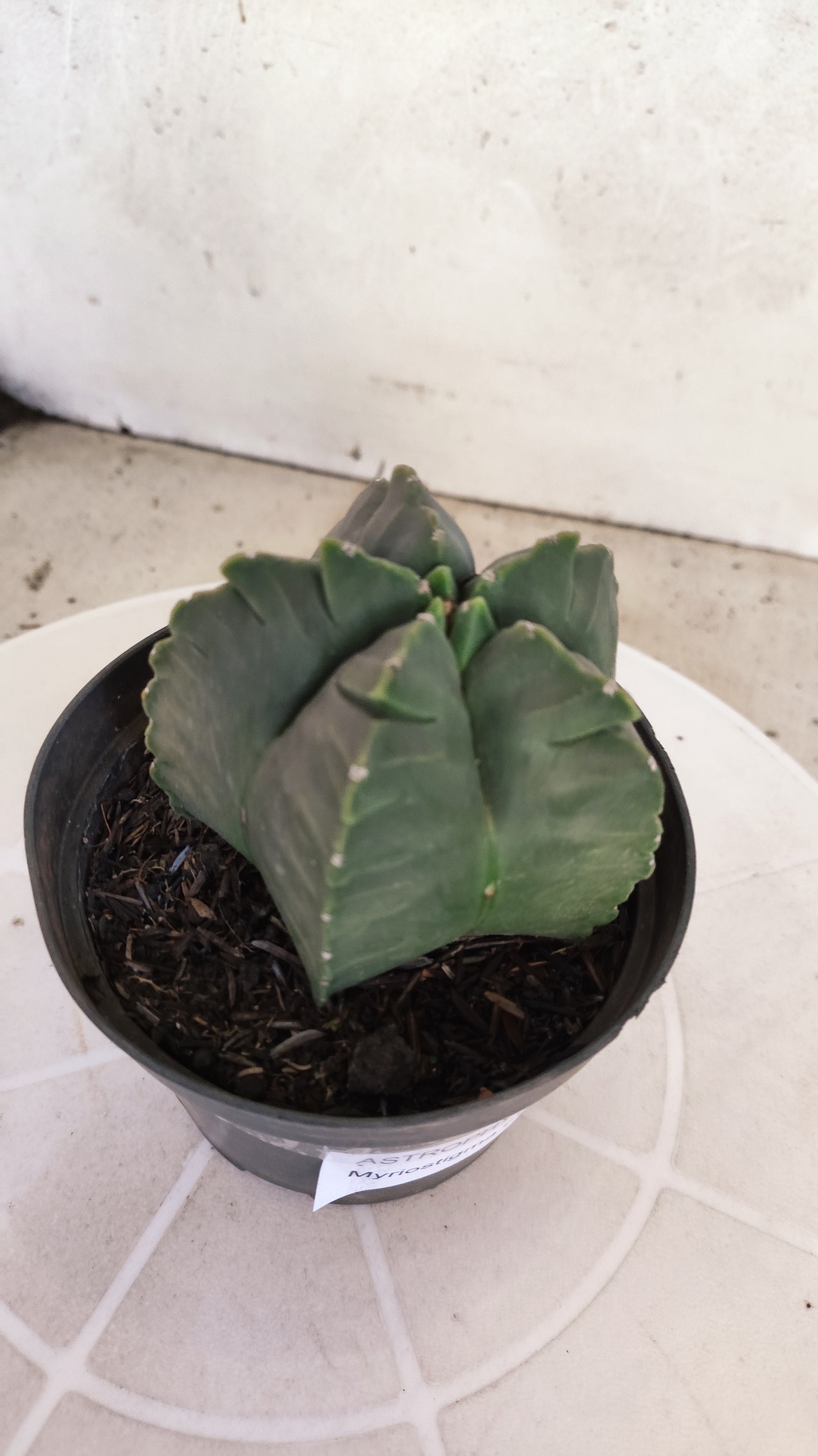 MATRIZ ASTROPHYTUM cv KIKKO   Nº 1250 – vaso 11