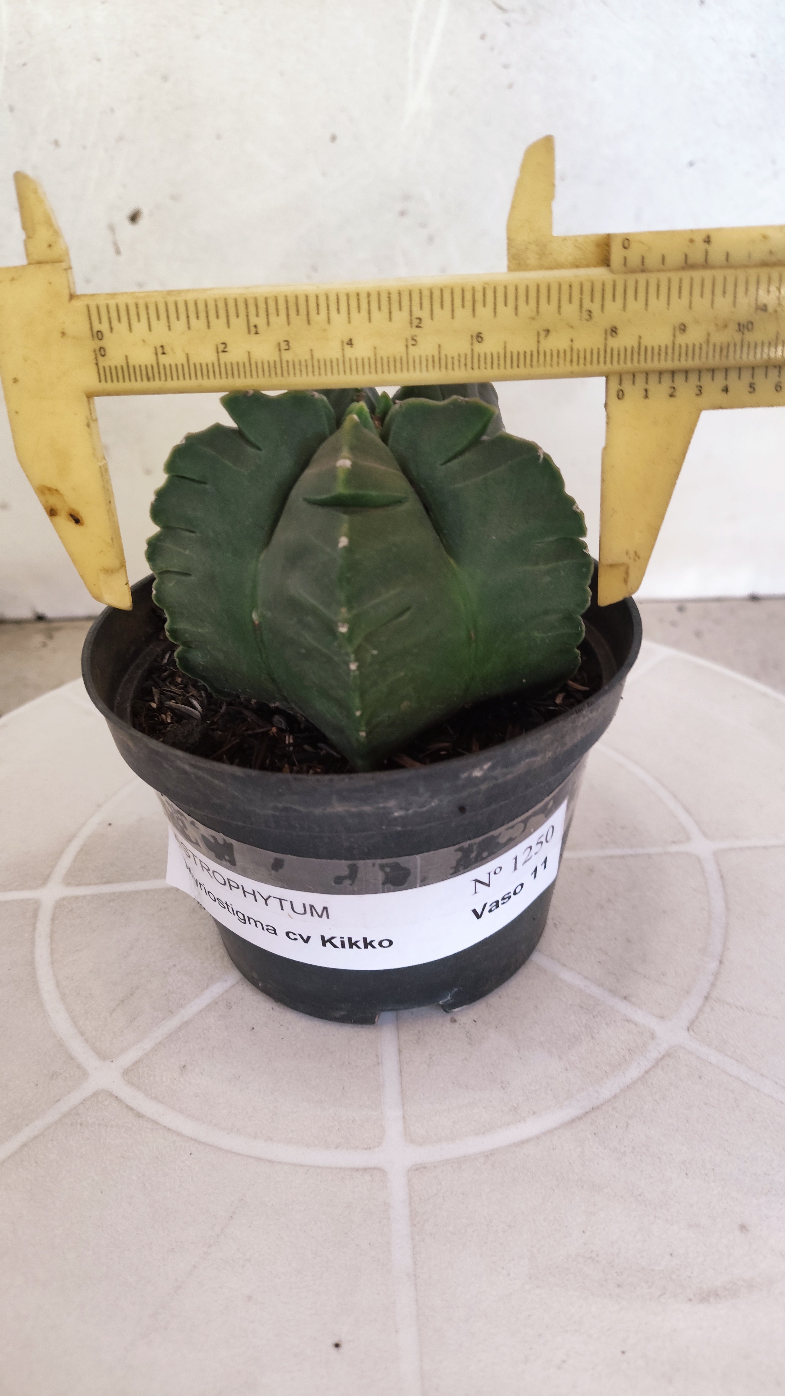MATRIZ ASTROPHYTUM cv KIKKO   Nº 1250 – vaso 11