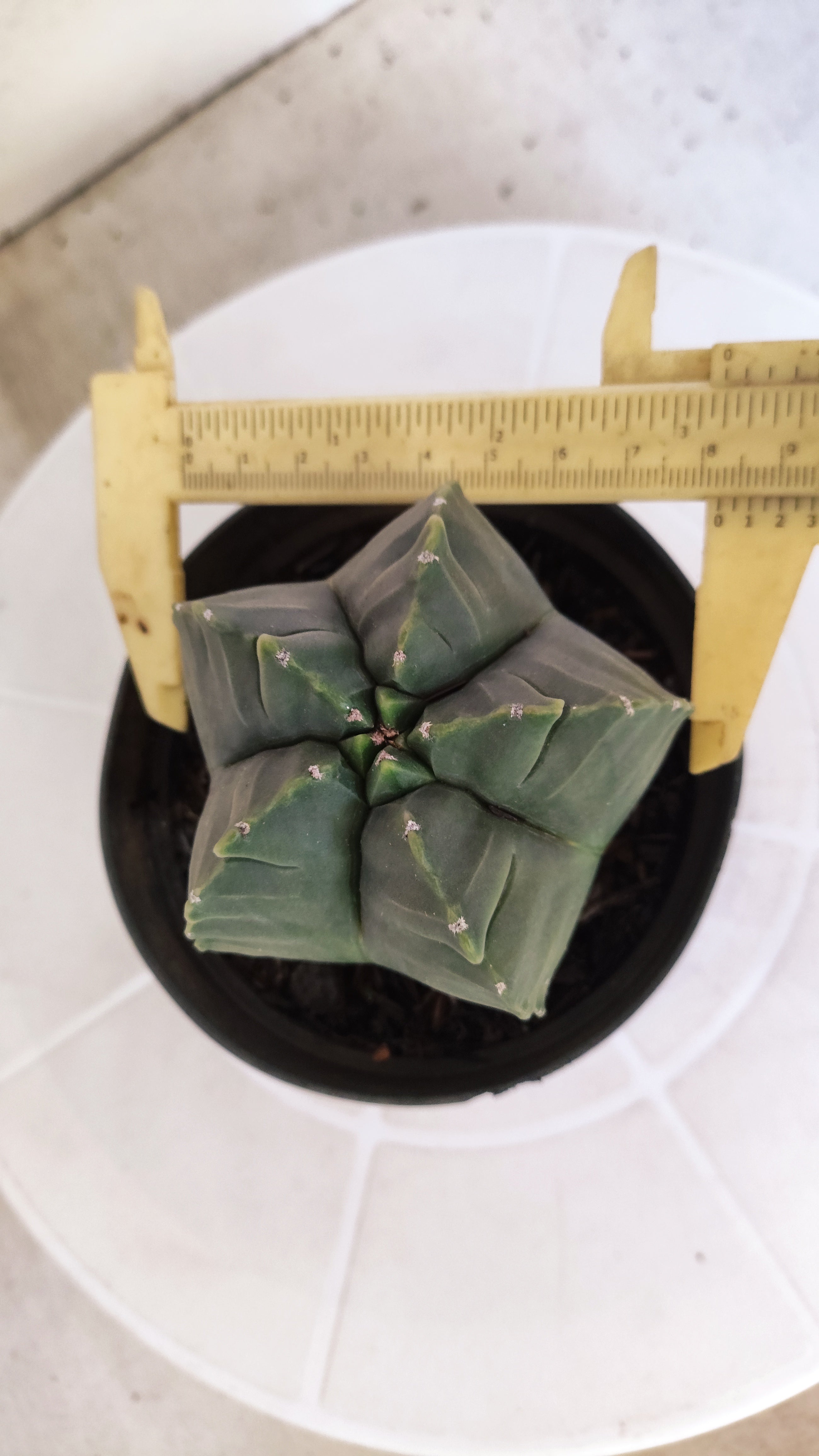 MATRIZ ASTROPHYTUM cv KIKKO   Nº 1250 – vaso 11