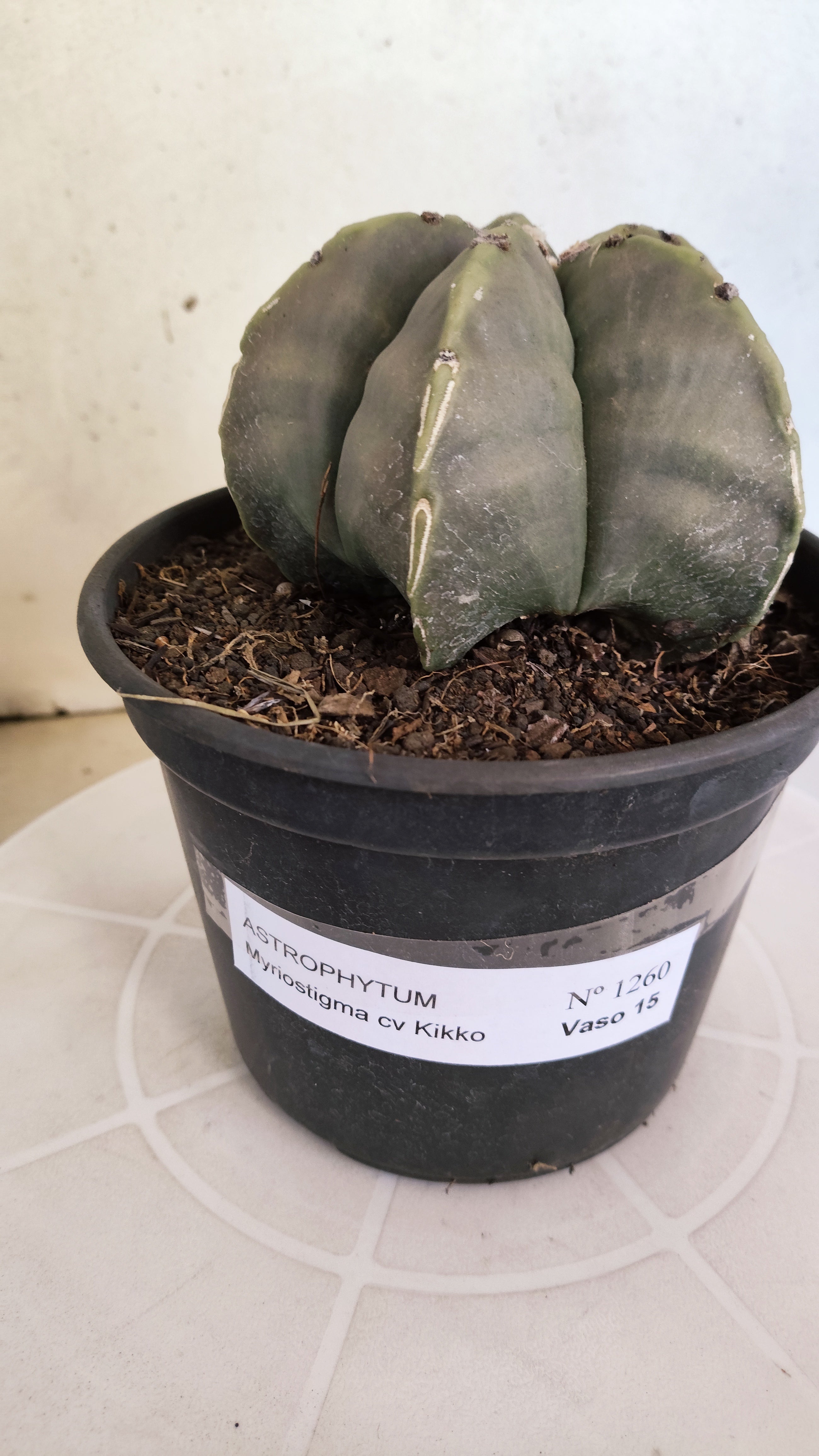 MATRIZ ASTROPHYTUM cv KIKKO  Nº 1260 – vaso 15