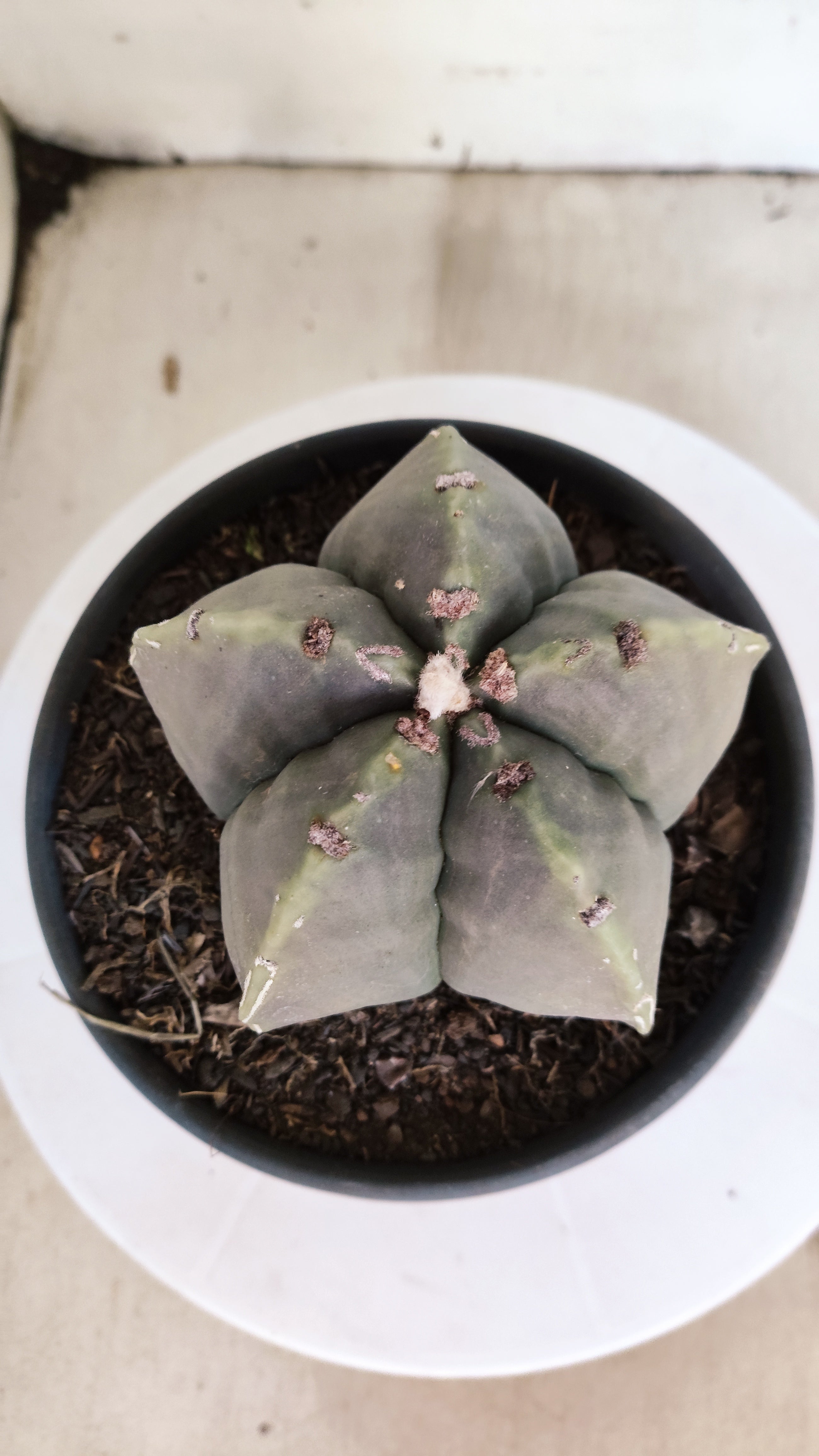 MATRIZ ASTROPHYTUM cv KIKKO  Nº 1260 – vaso 15