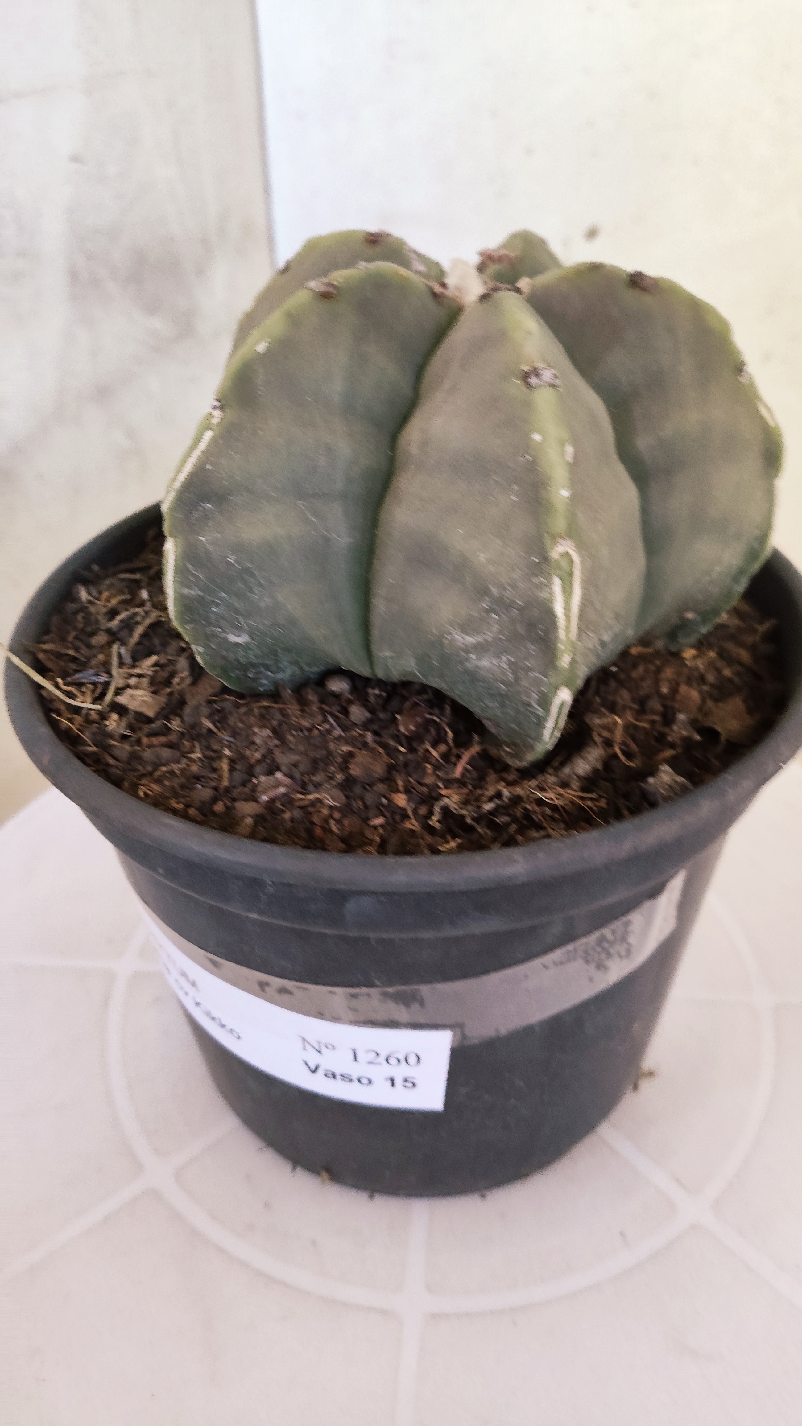 MATRIZ ASTROPHYTUM cv KIKKO  Nº 1260 – vaso 15