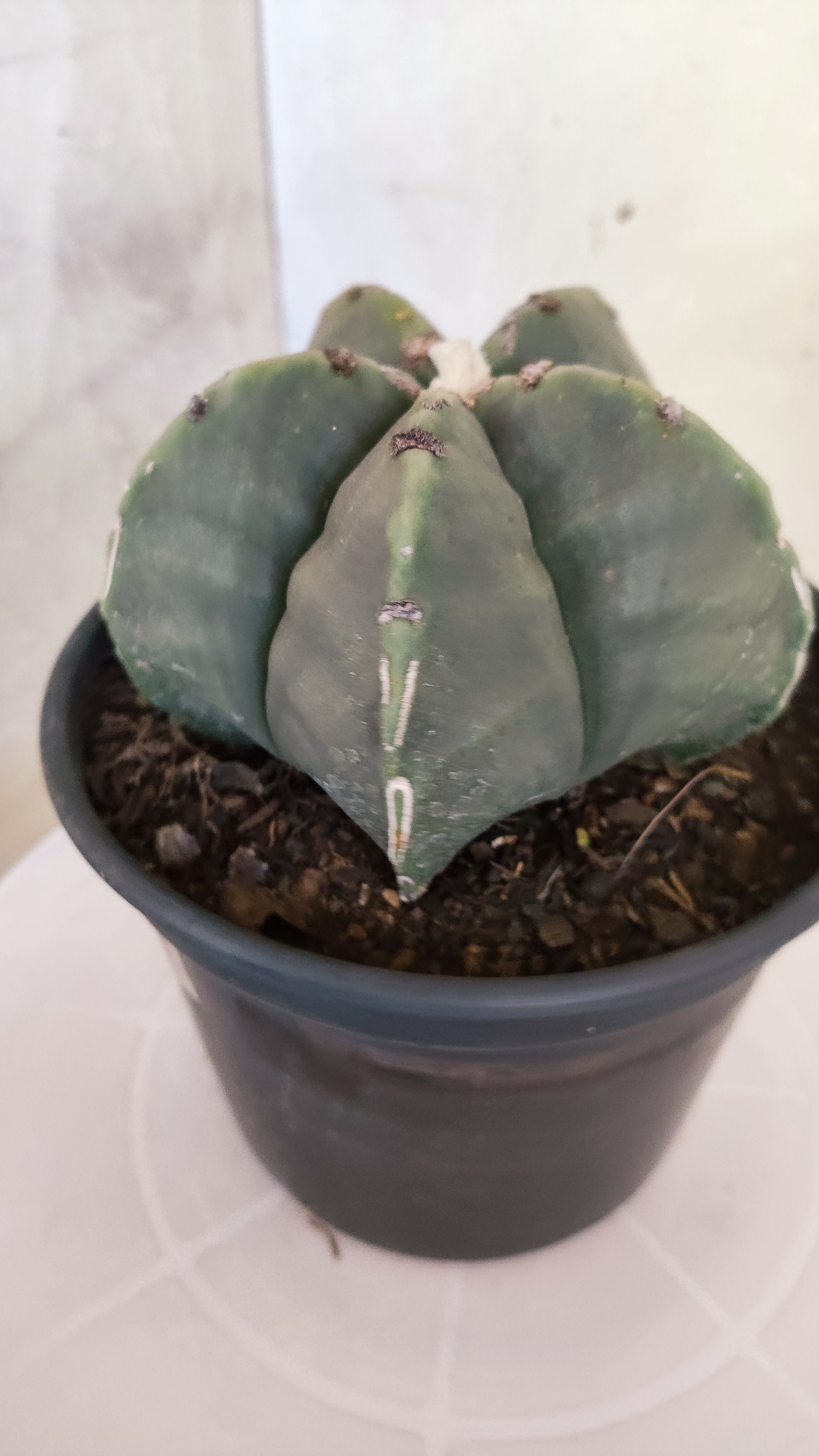MATRIZ ASTROPHYTUM cv KIKKO  Nº 1260 – vaso 15