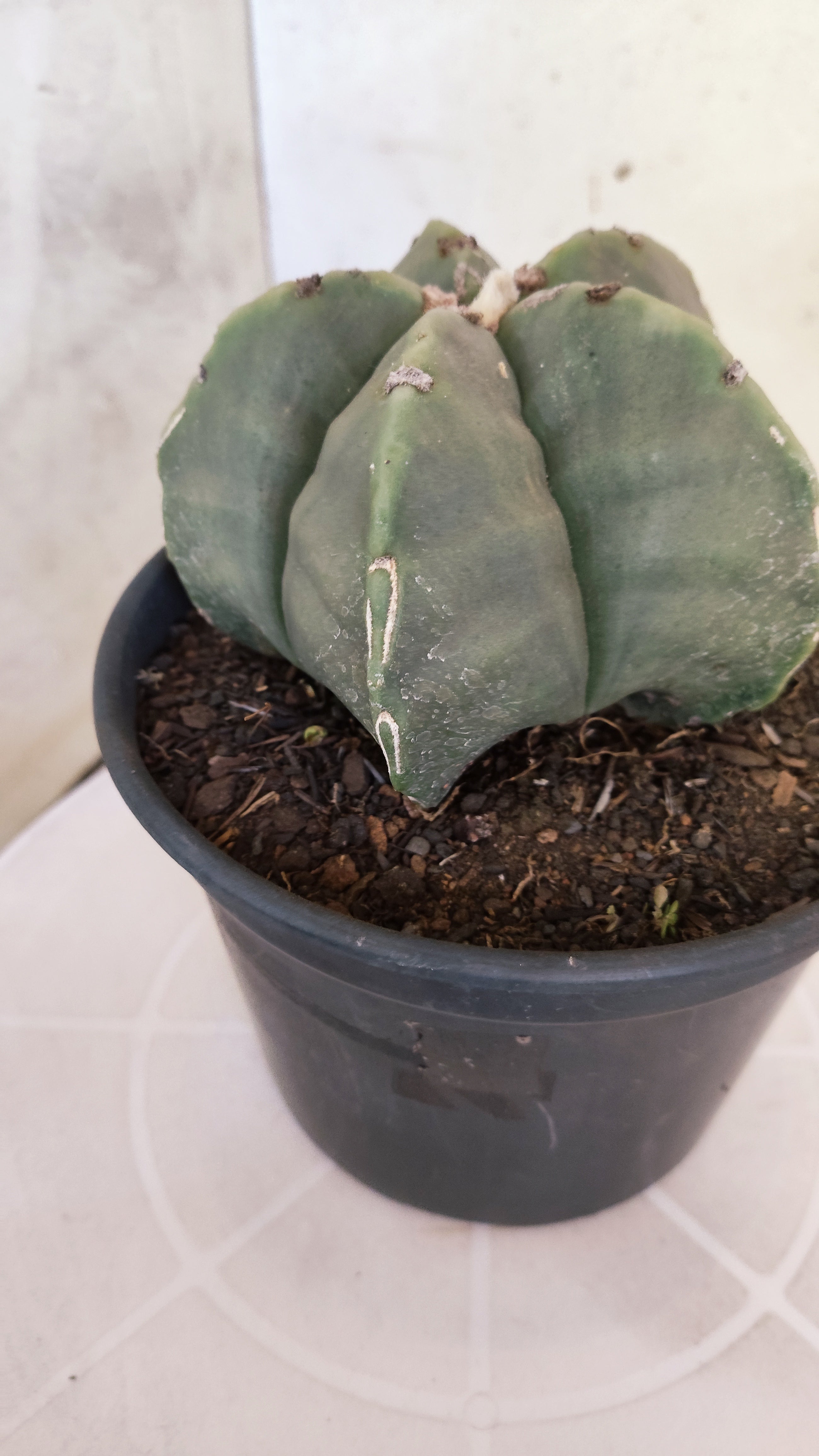 MATRIZ ASTROPHYTUM cv KIKKO  Nº 1260 – vaso 15