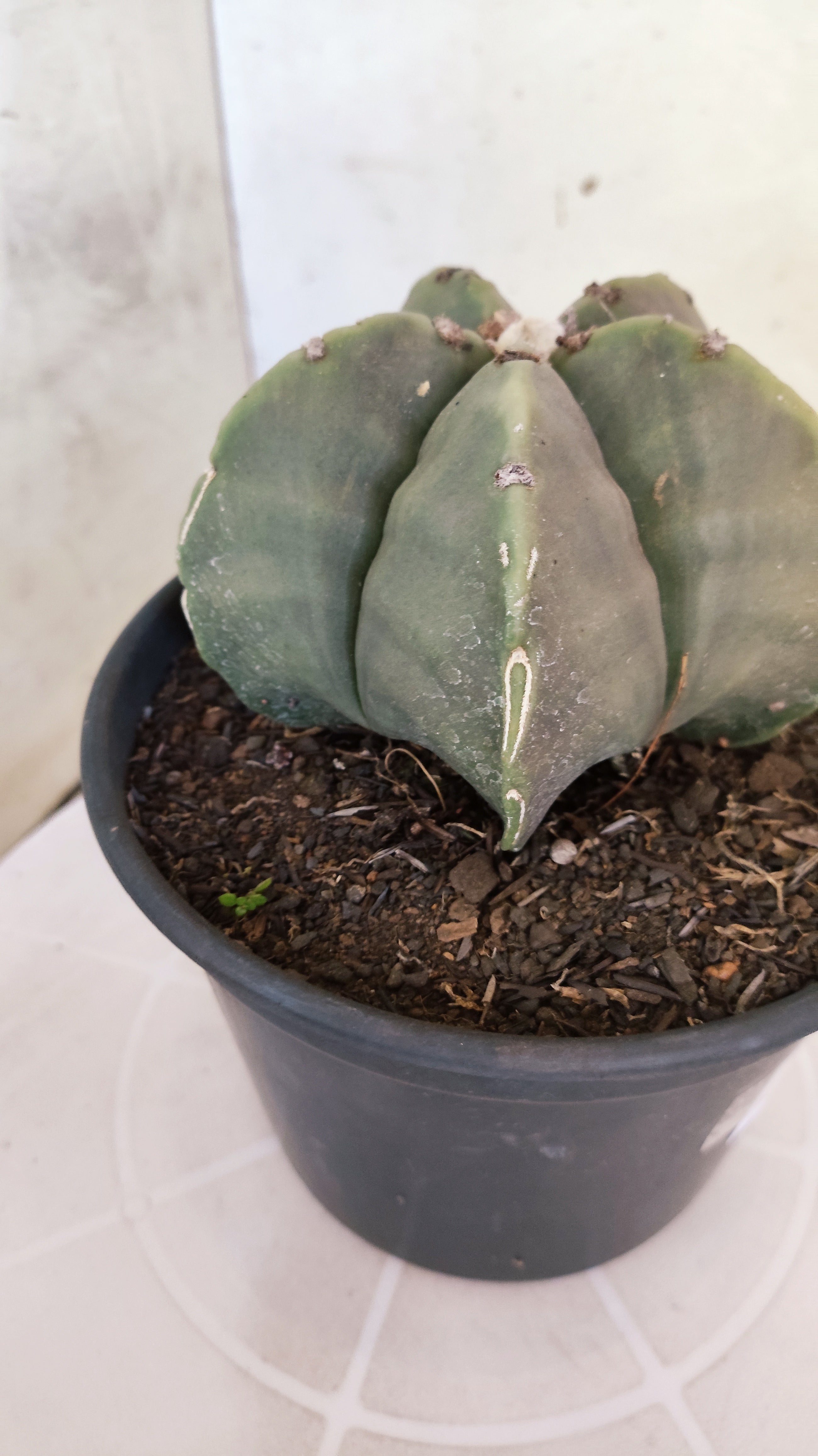 MATRIZ ASTROPHYTUM cv KIKKO  Nº 1260 – vaso 15