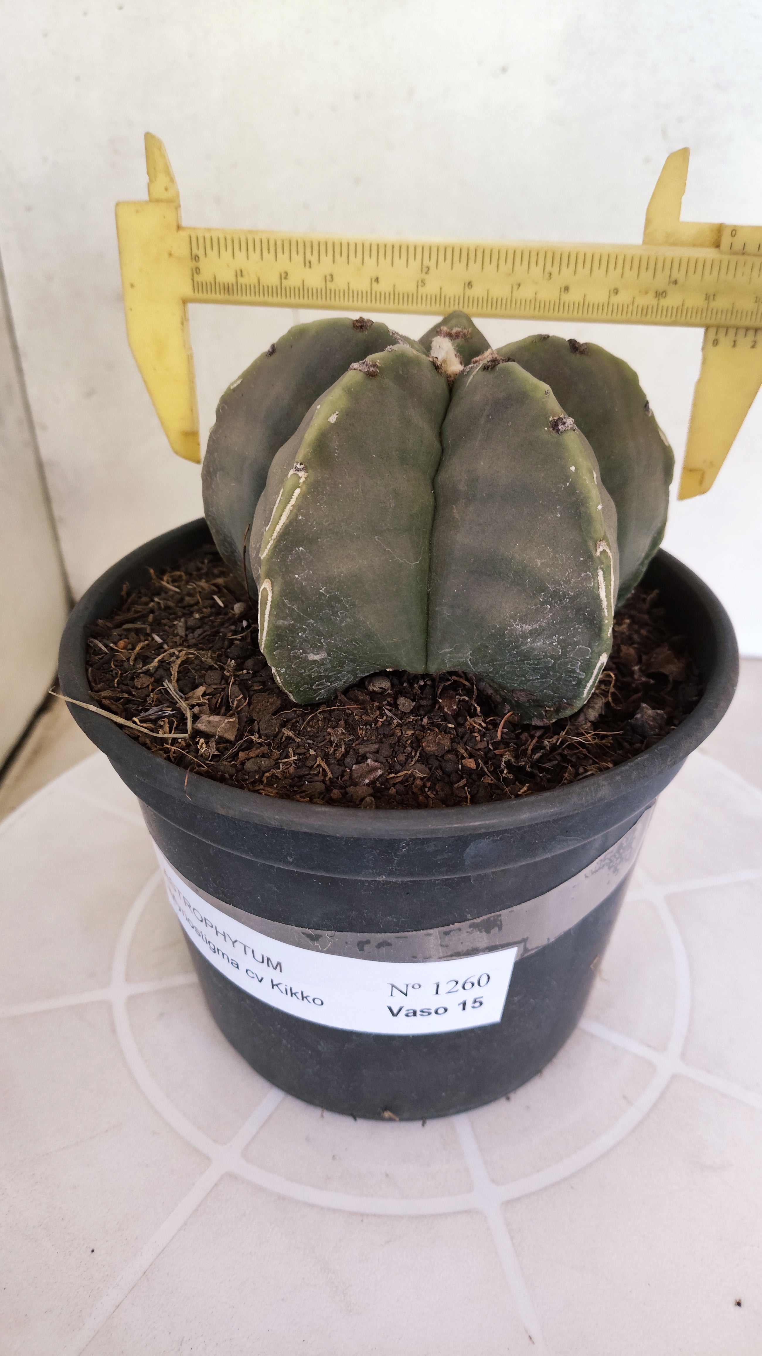 MATRIZ ASTROPHYTUM cv KIKKO  Nº 1260 – vaso 15