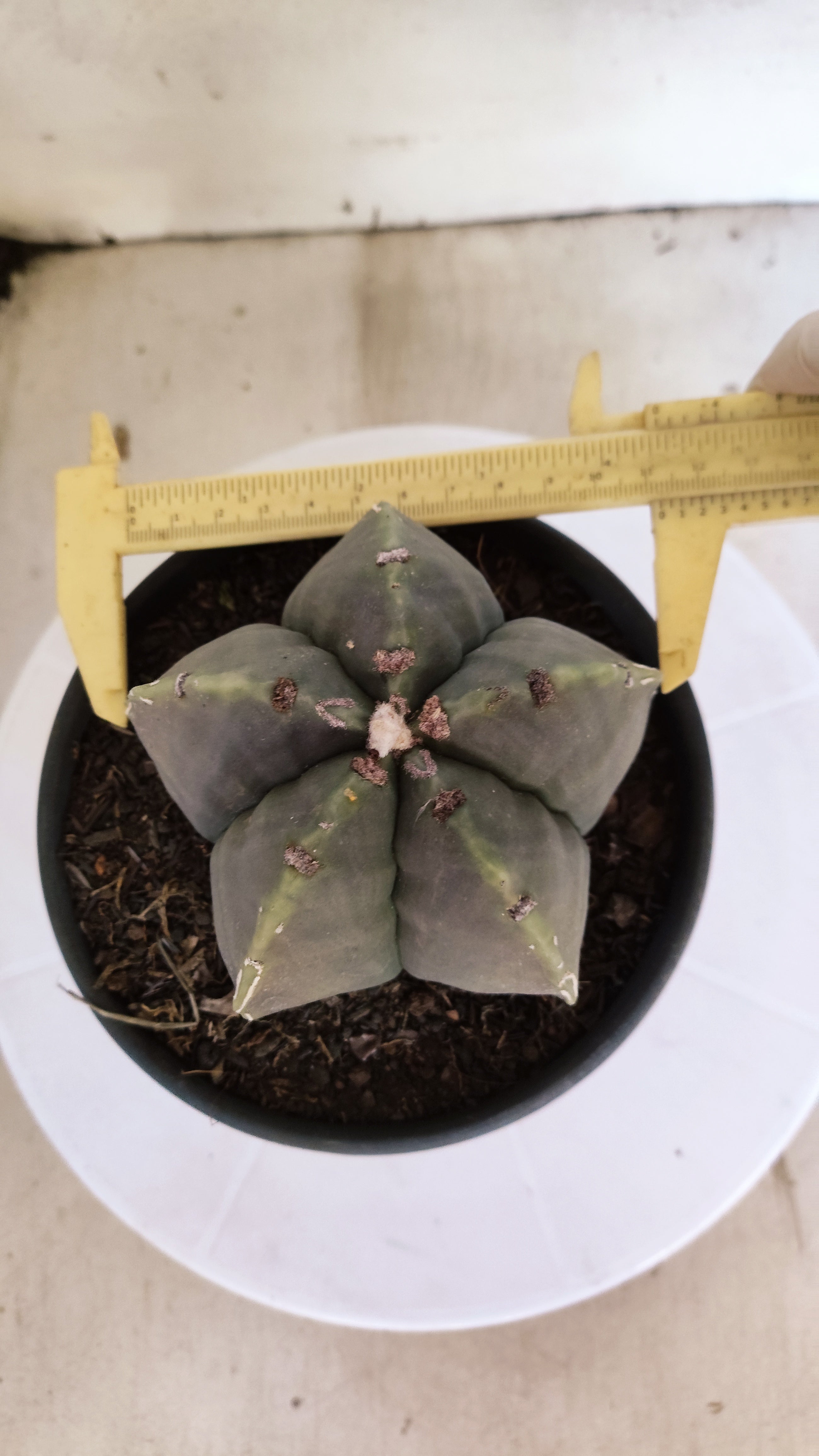 MATRIZ ASTROPHYTUM cv KIKKO  Nº 1260 – vaso 15