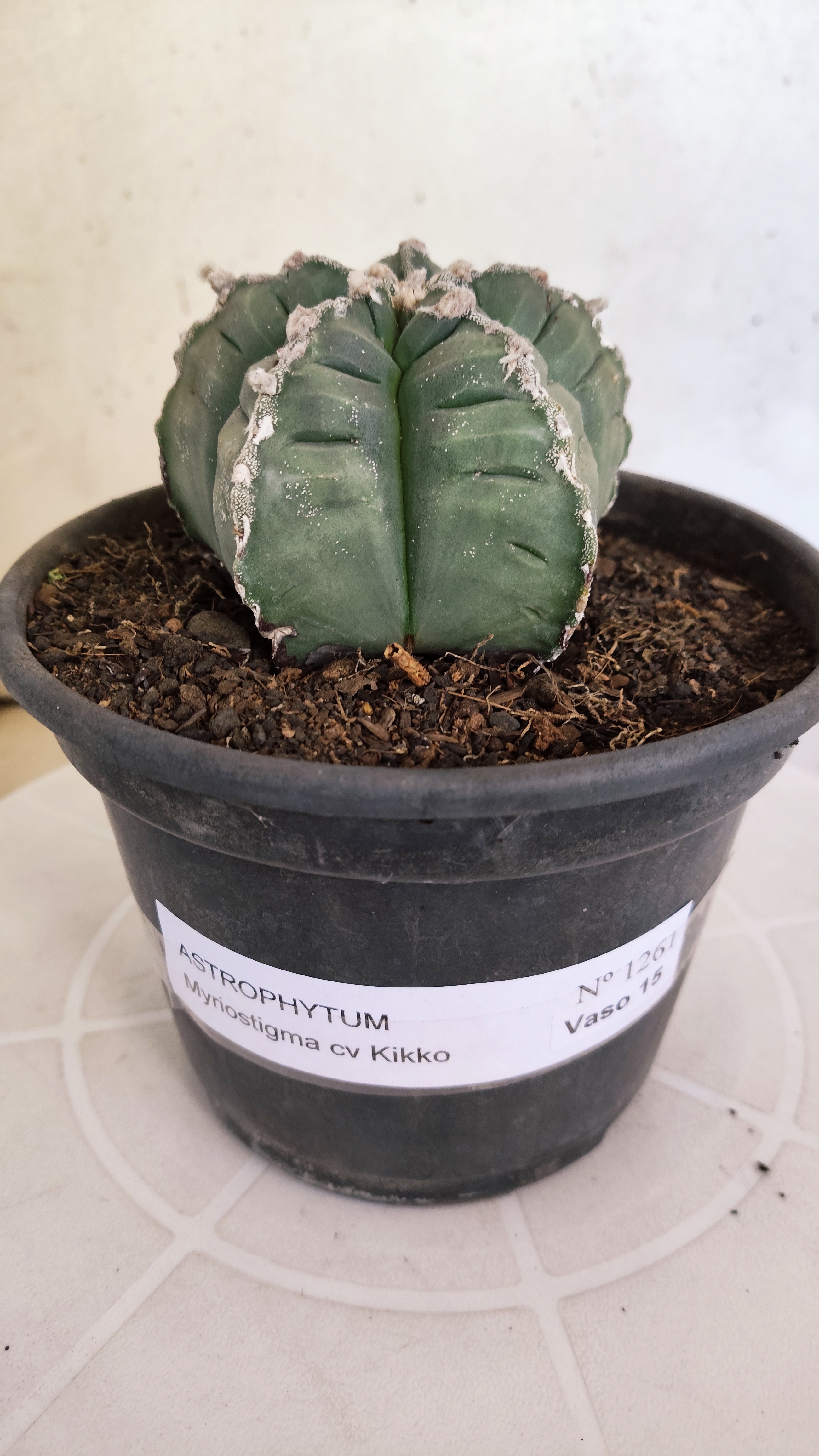 MATRIZ ASTROPHYTUM cv KIKKO  Nº 1261 – vaso 15