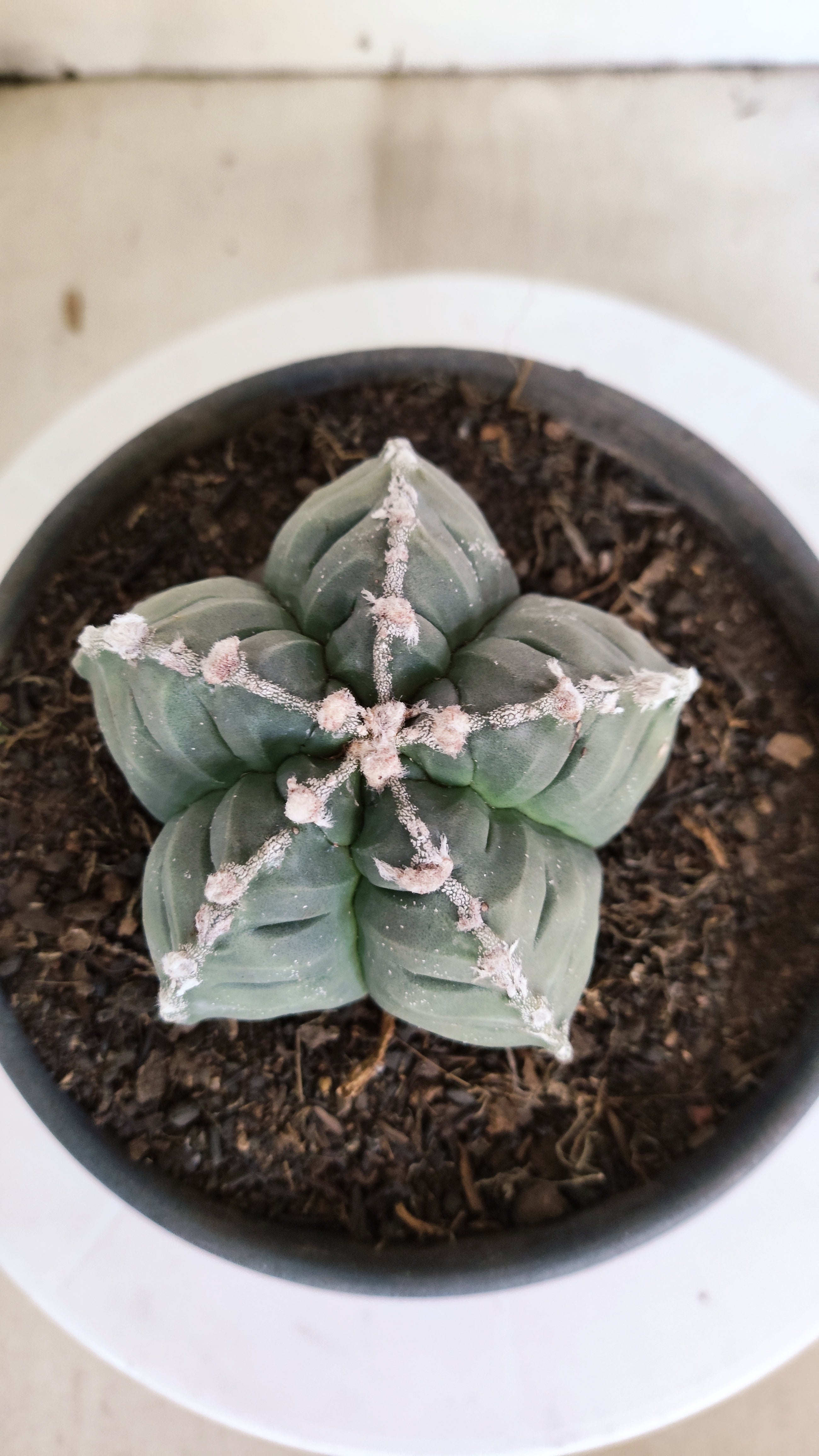 MATRIZ ASTROPHYTUM cv KIKKO  Nº 1261 – vaso 15
