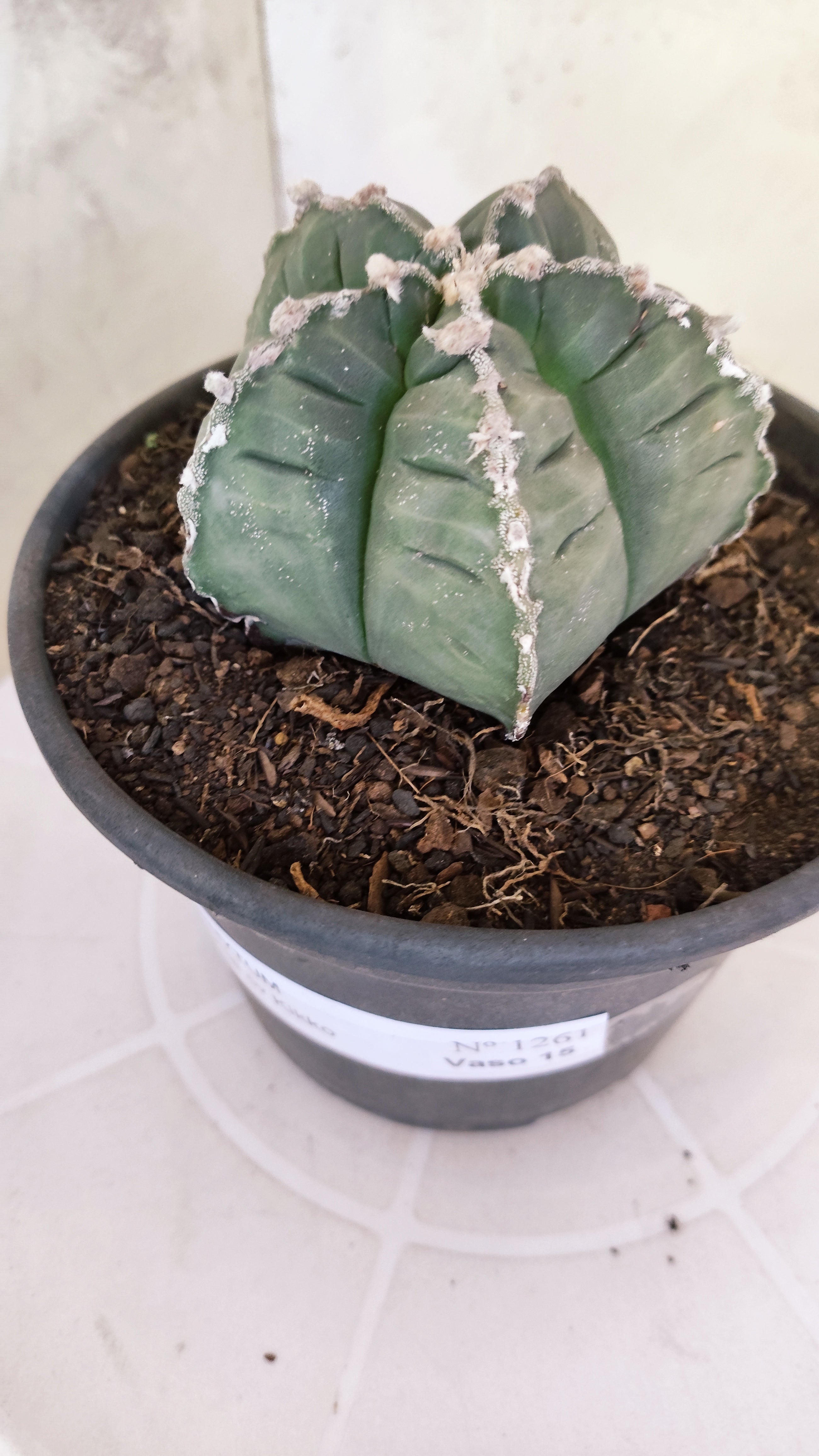 MATRIZ ASTROPHYTUM cv KIKKO  Nº 1261 – vaso 15