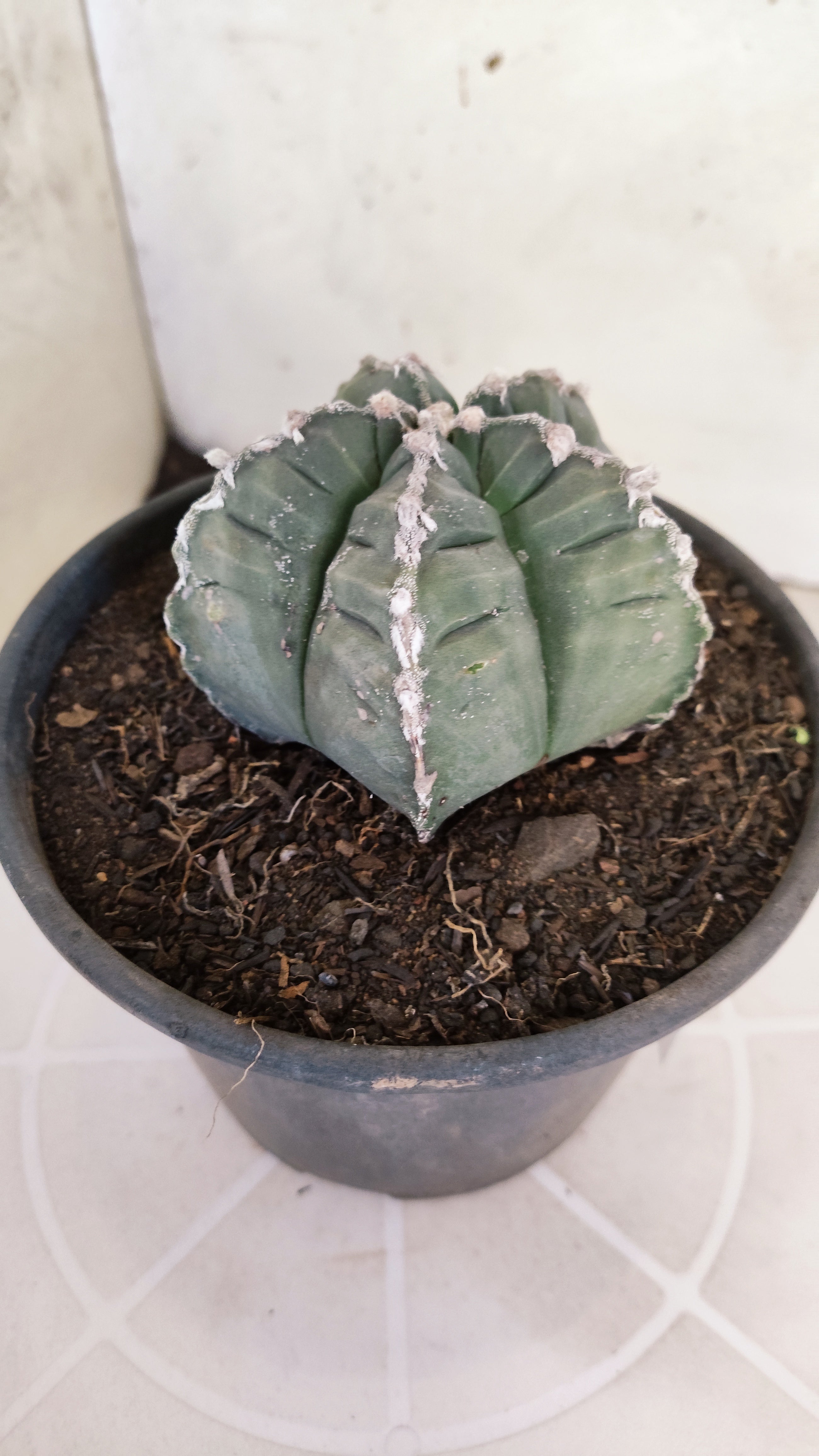 MATRIZ ASTROPHYTUM cv KIKKO  Nº 1261 – vaso 15