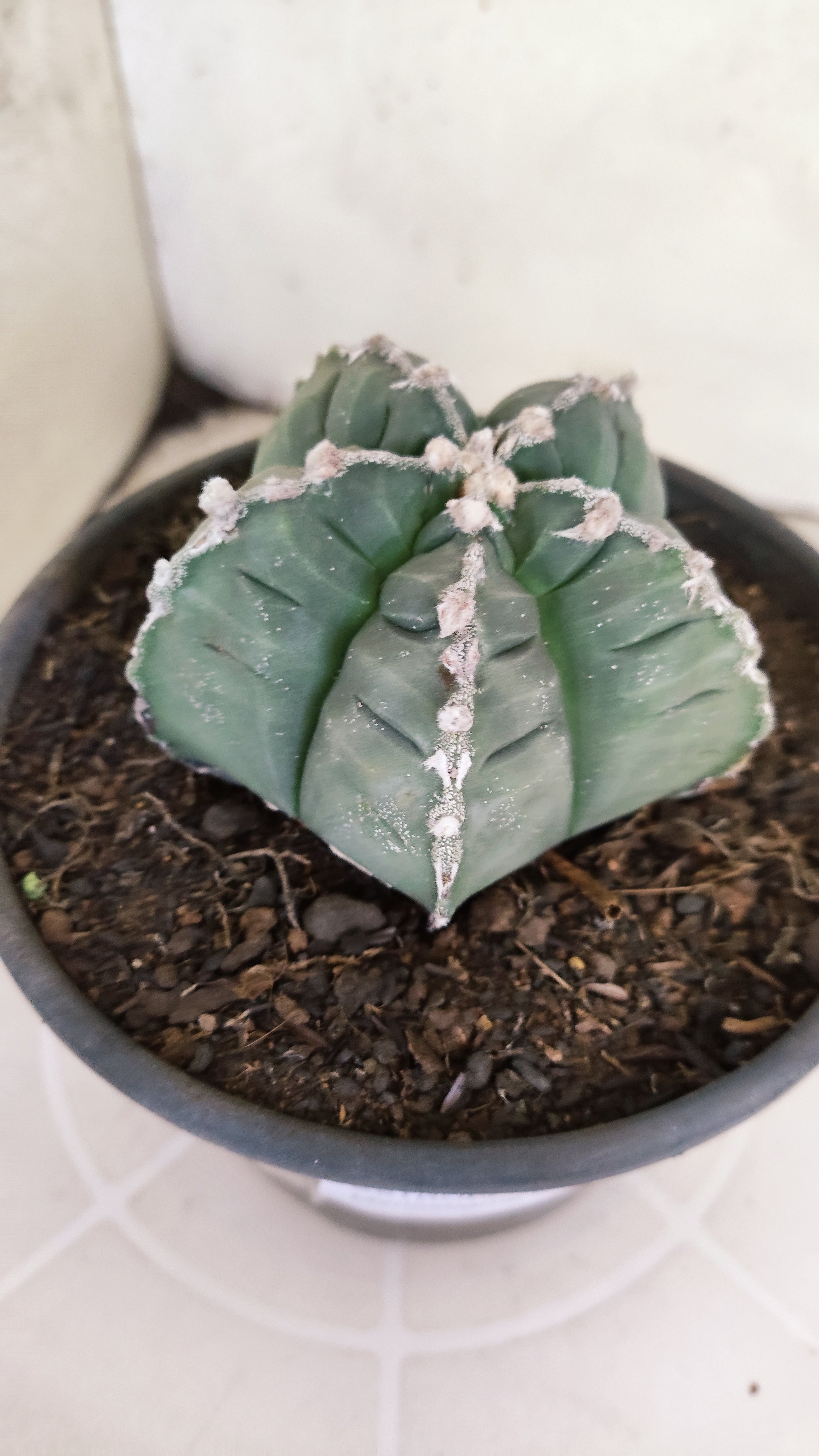 MATRIZ ASTROPHYTUM cv KIKKO  Nº 1261 – vaso 15