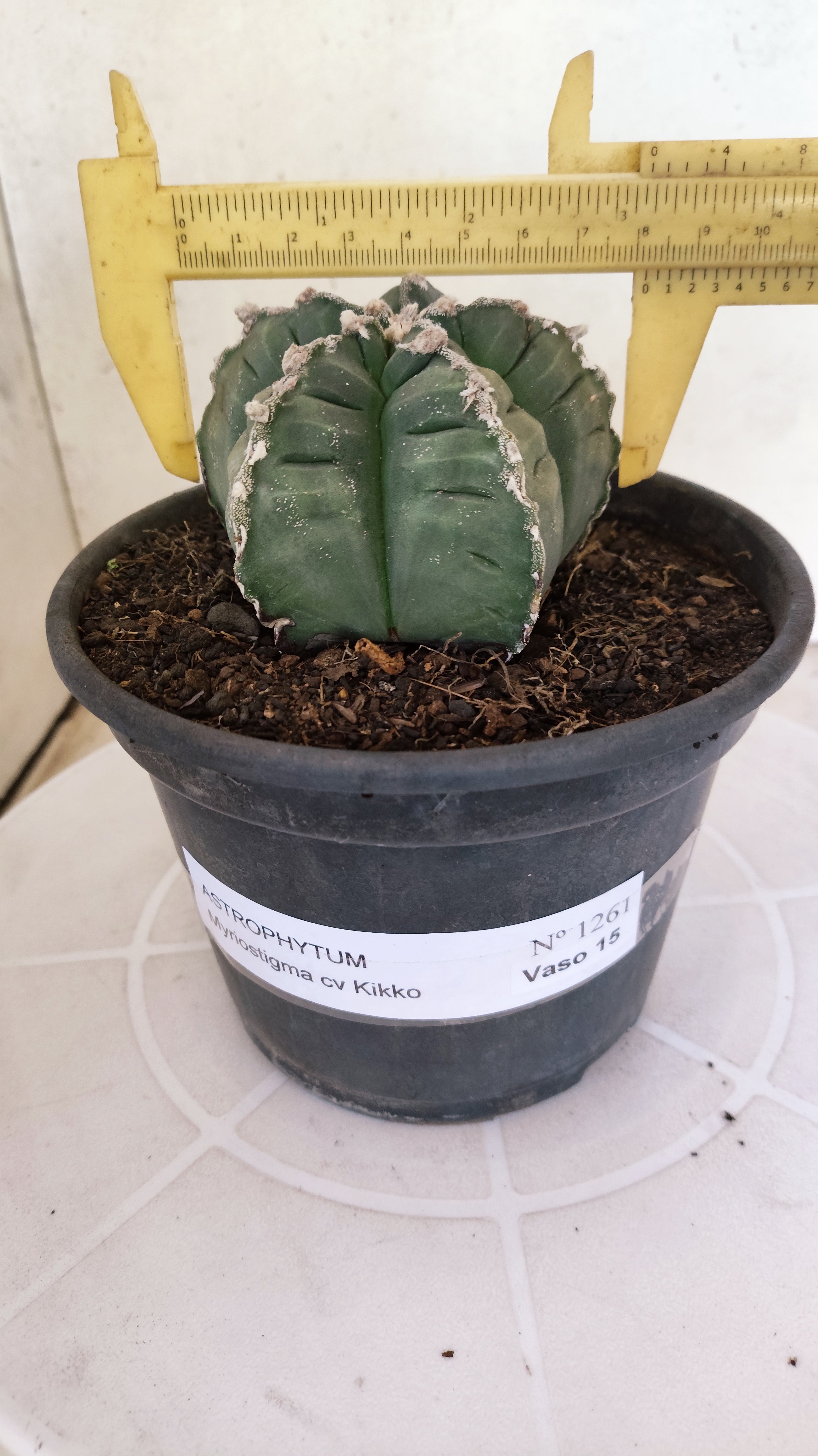 MATRIZ ASTROPHYTUM cv KIKKO  Nº 1261 – vaso 15