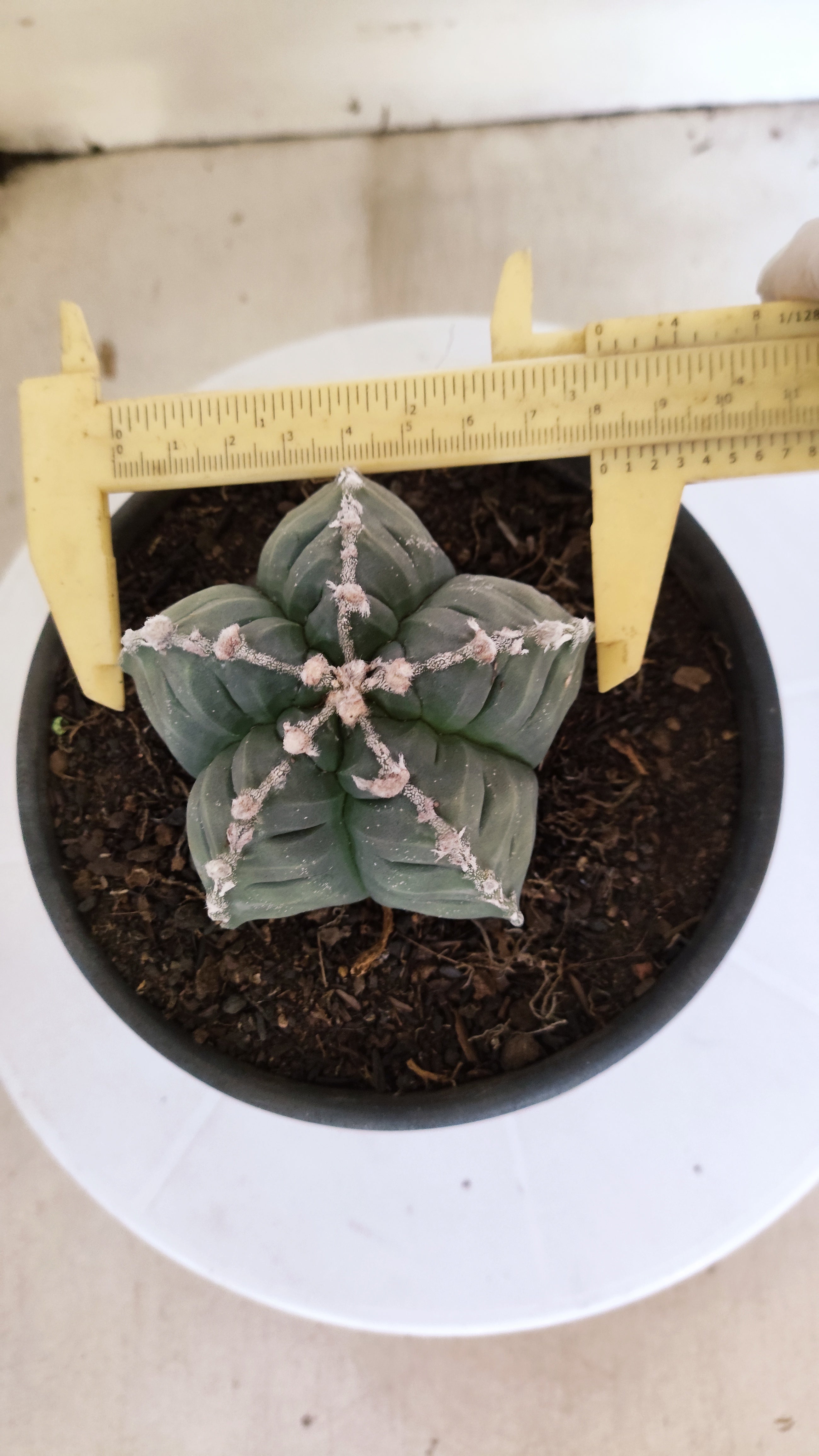 MATRIZ ASTROPHYTUM cv KIKKO  Nº 1261 – vaso 15